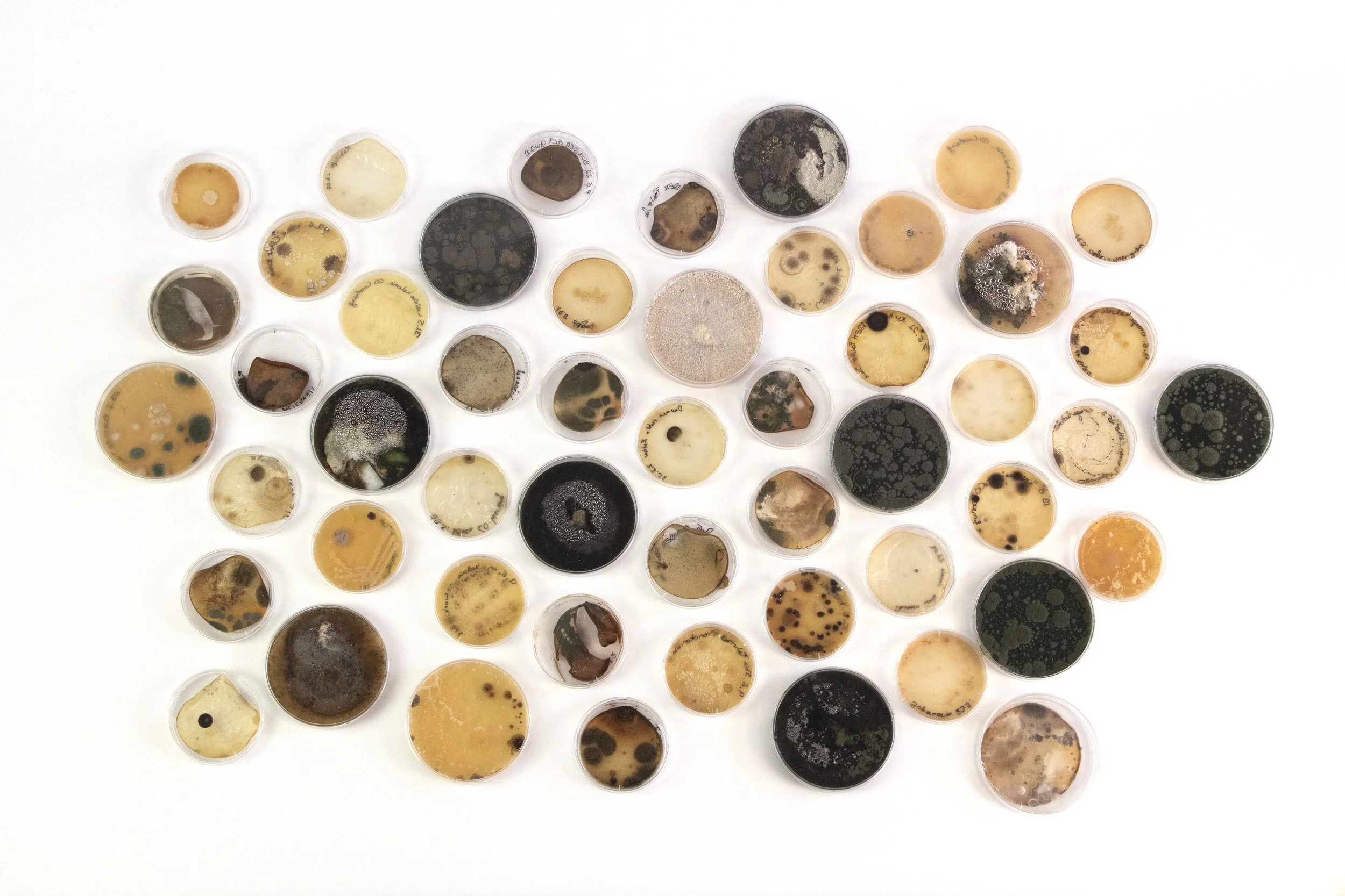 Interspecies Design Studio_Other_Moulds.jpg