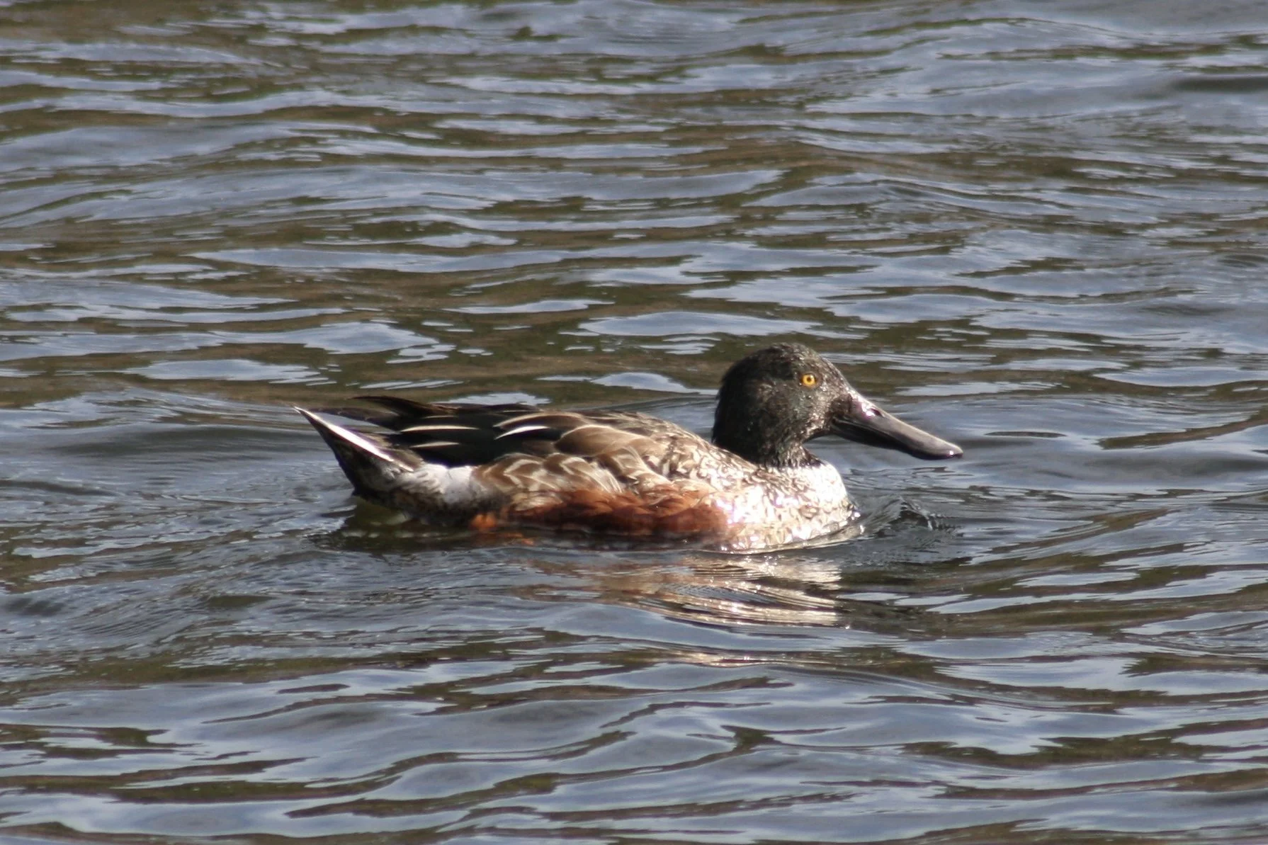 Northern Shoveler, Savannah, GA, 2026.