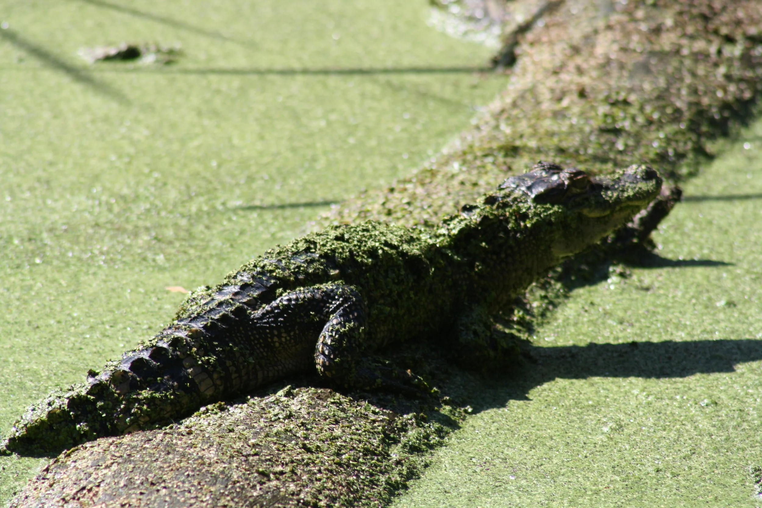 Alligator, Skidaway Island, GA, 2025.