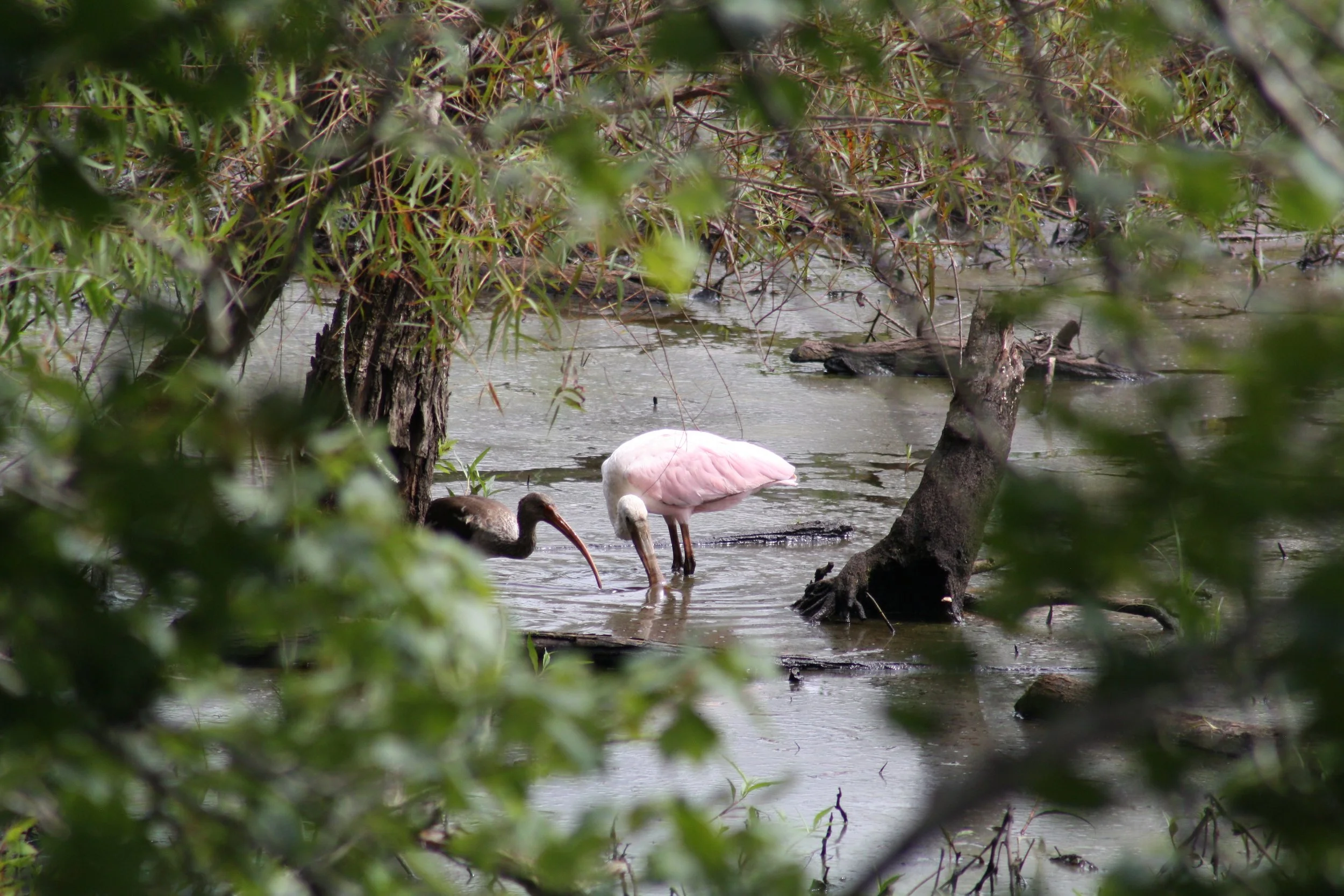 Roseate Spoonbill and White Ibis, Alpharetta, GA, 2025.