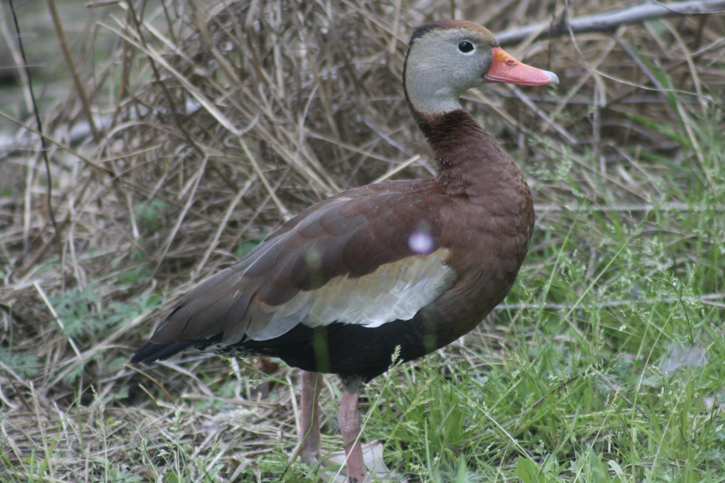 Black Bellied Whistling Duck, Hilton Head Island, SC, 2026.