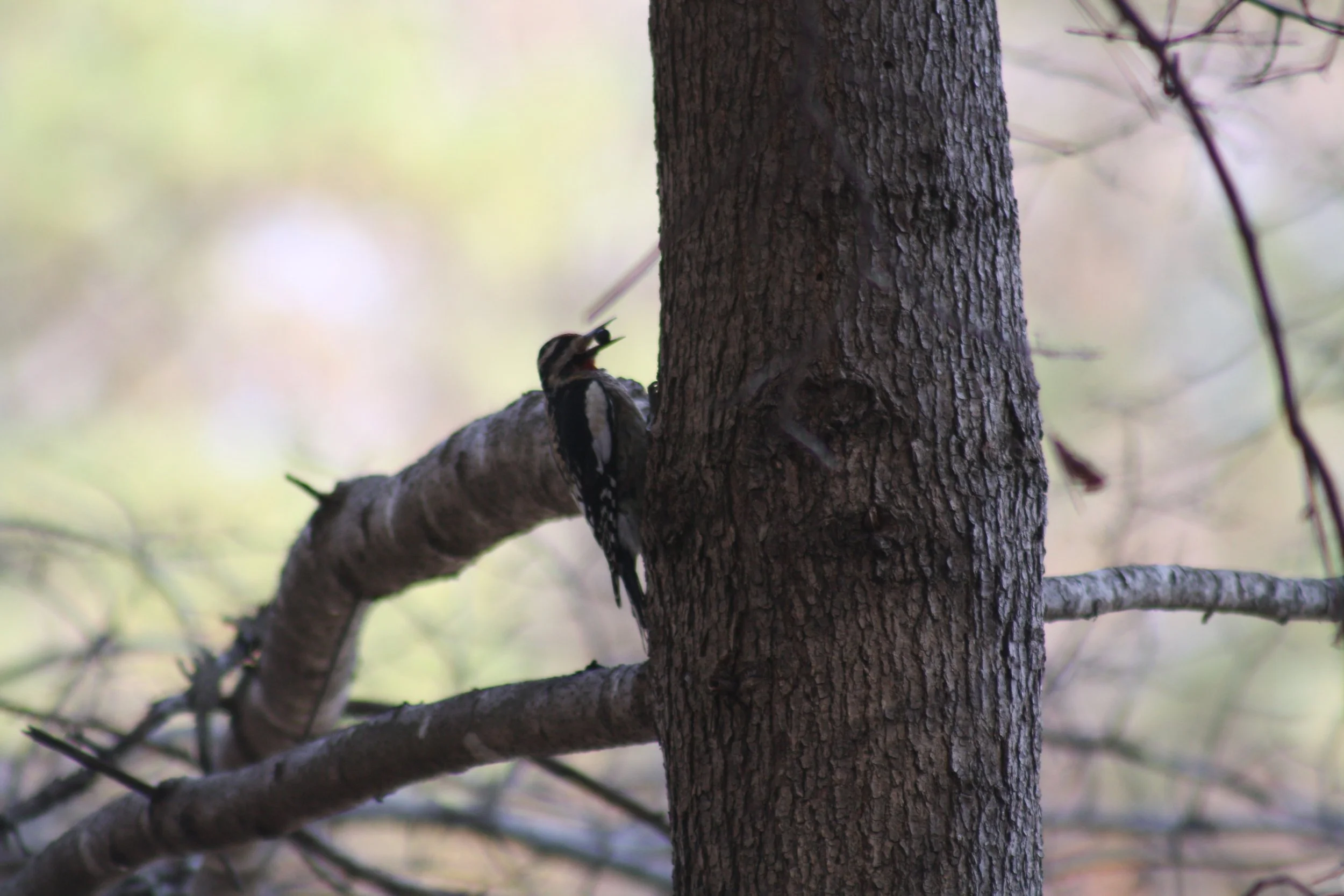 Yellow Bellied Sapsucker, Atlanta, GA, 2025.