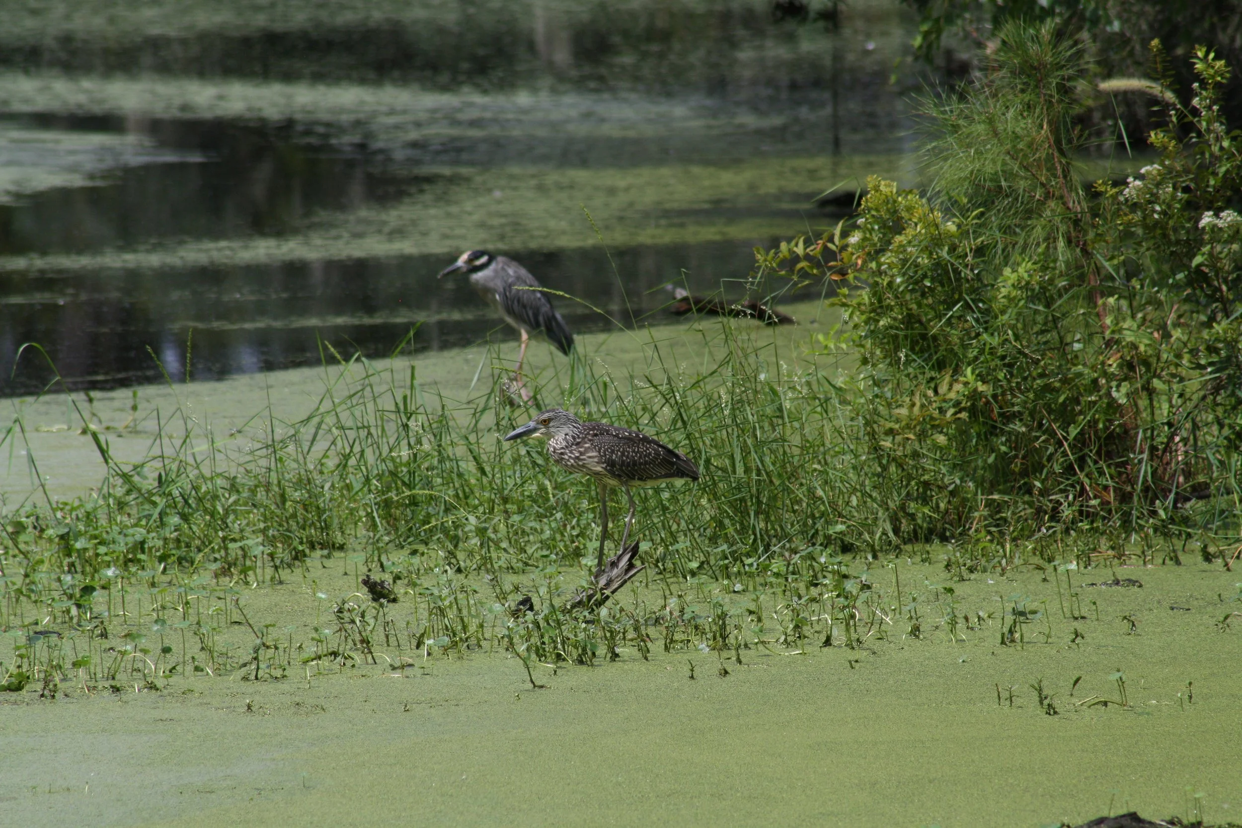 Yellow Crowned Night Heron, Skidaway Island, GA, 2025.