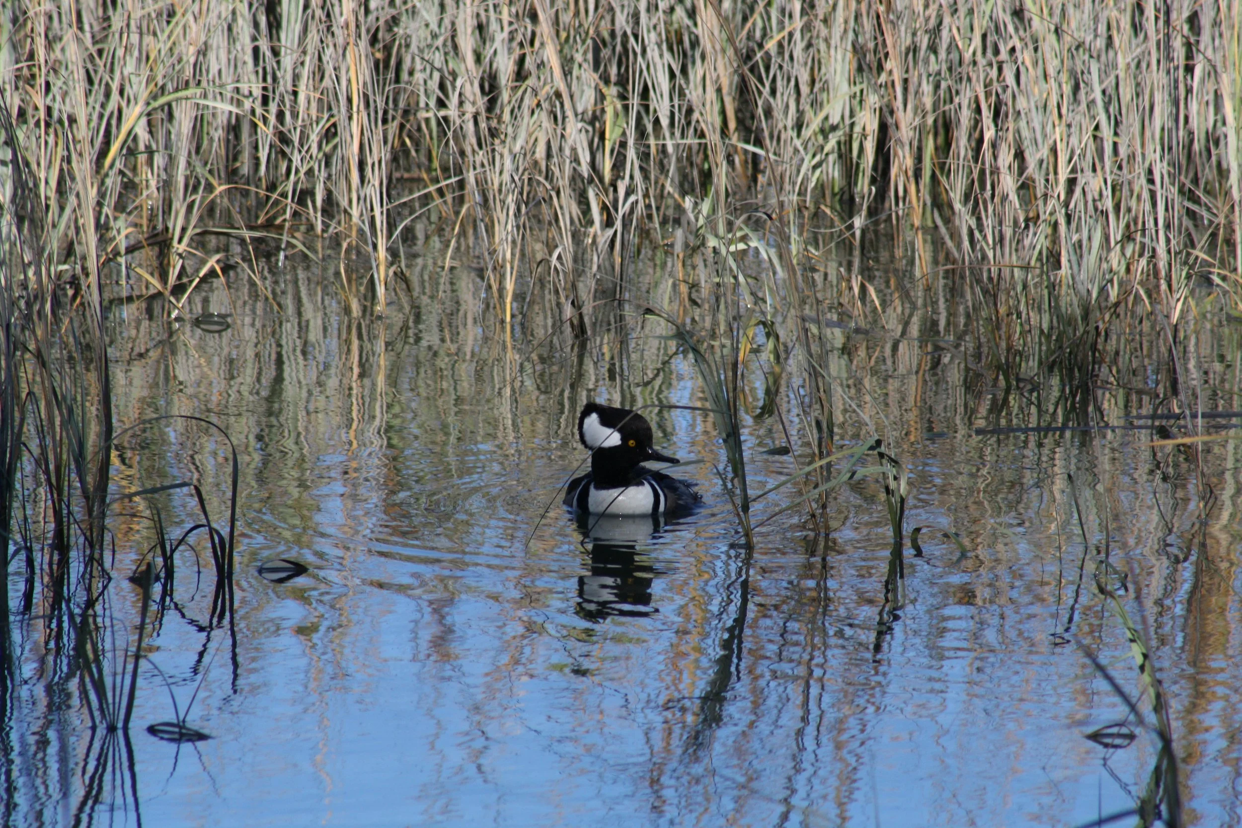 Hooded Merganser, Skidaway Island, GA, 2025.