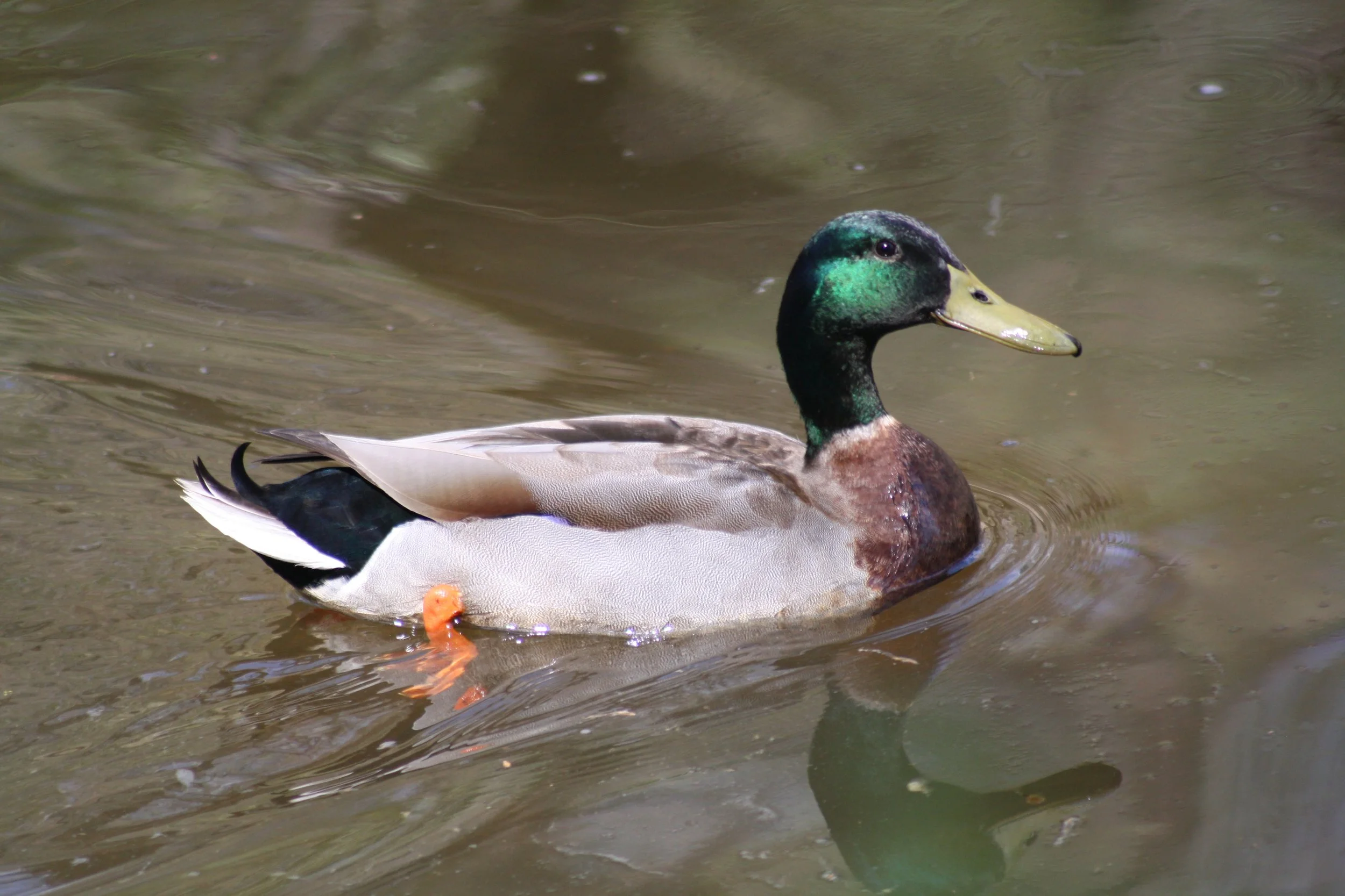 Mallard, Atlanta, GA, 2025.