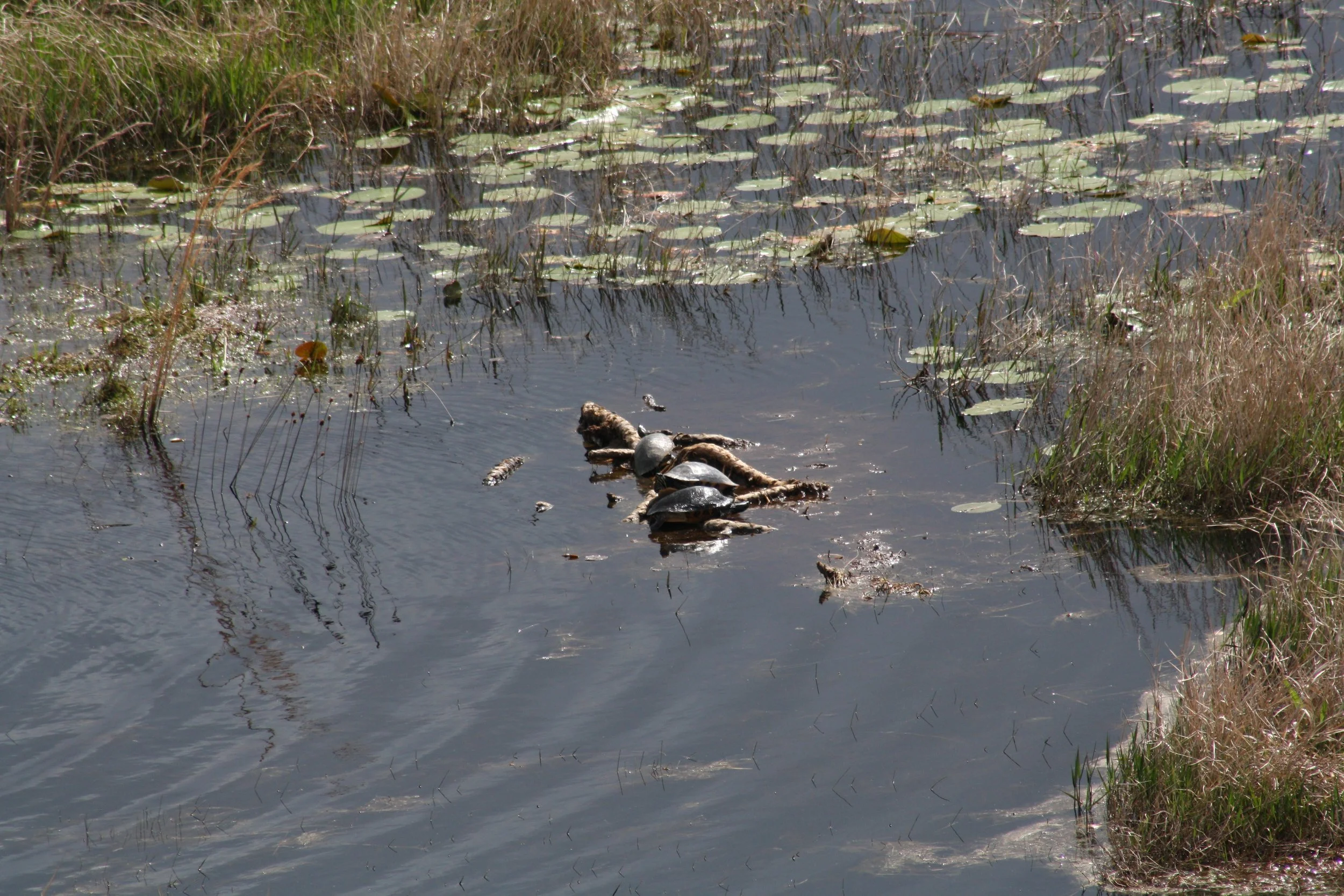 Turtle, Okefenokee Swamp, GA, 2025.