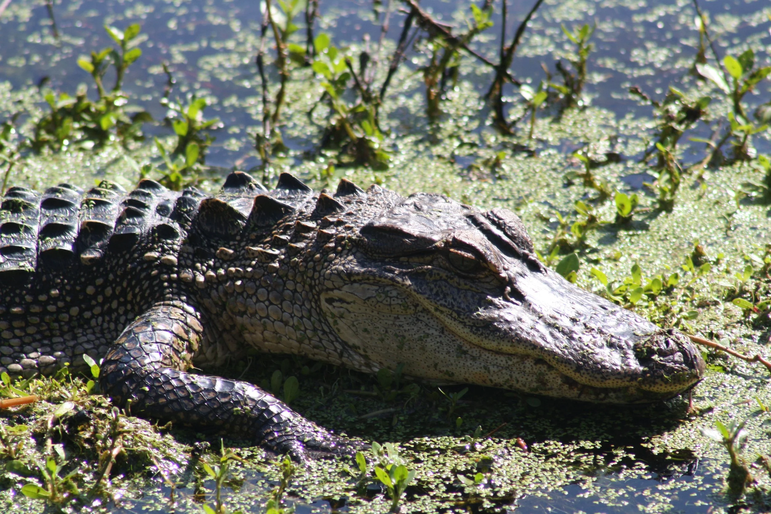 Alligator, Hilton Head Island, SC, 2026.