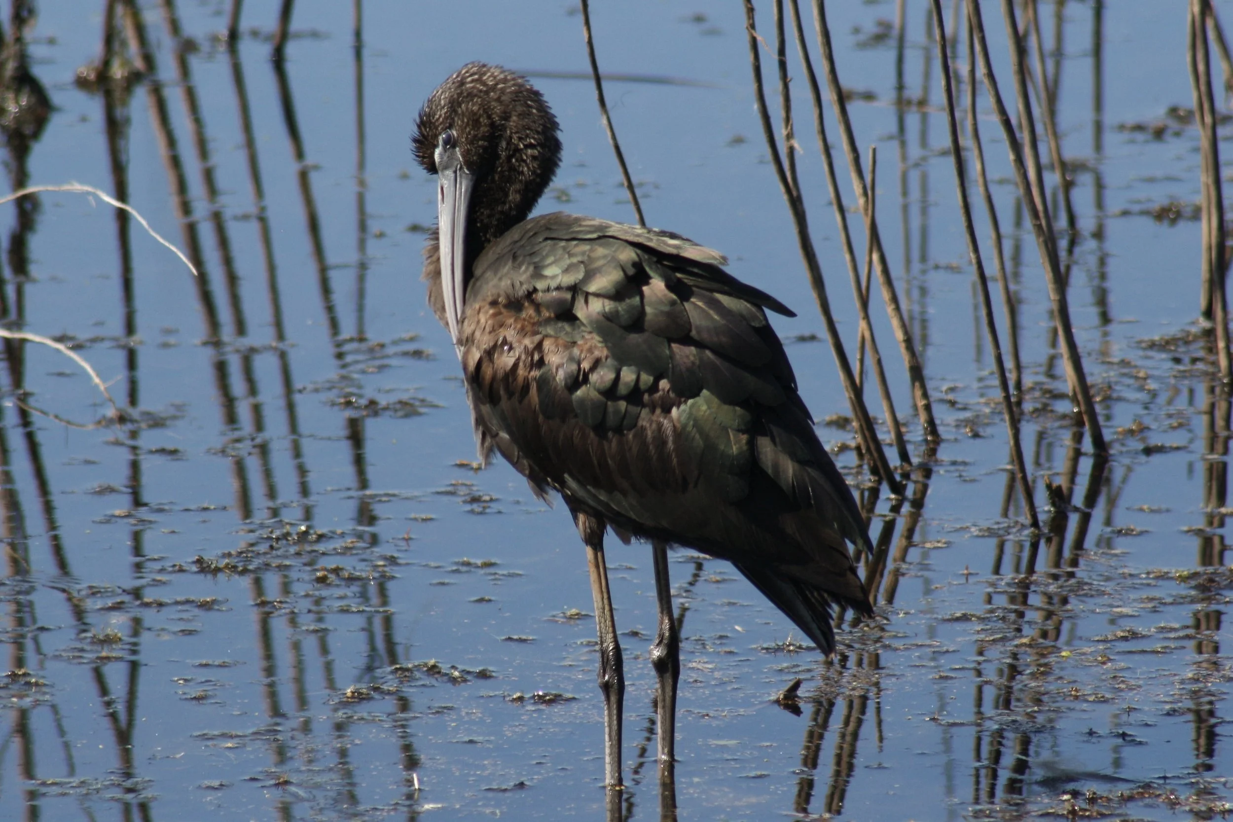 Glossy Ibis, Savannah, GA, 2026.
