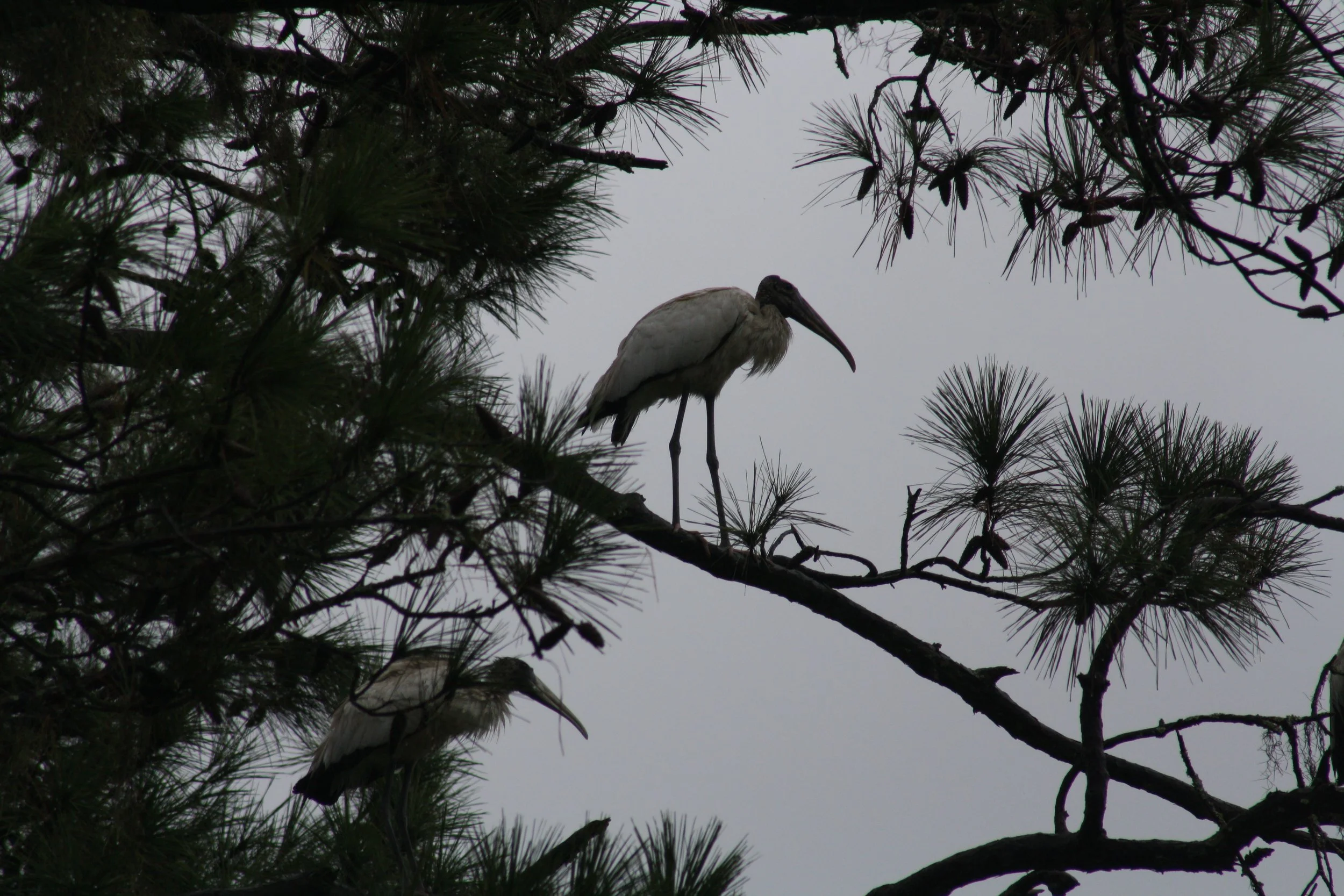 Wood Stork, Skidaway Island, GA, 2025.