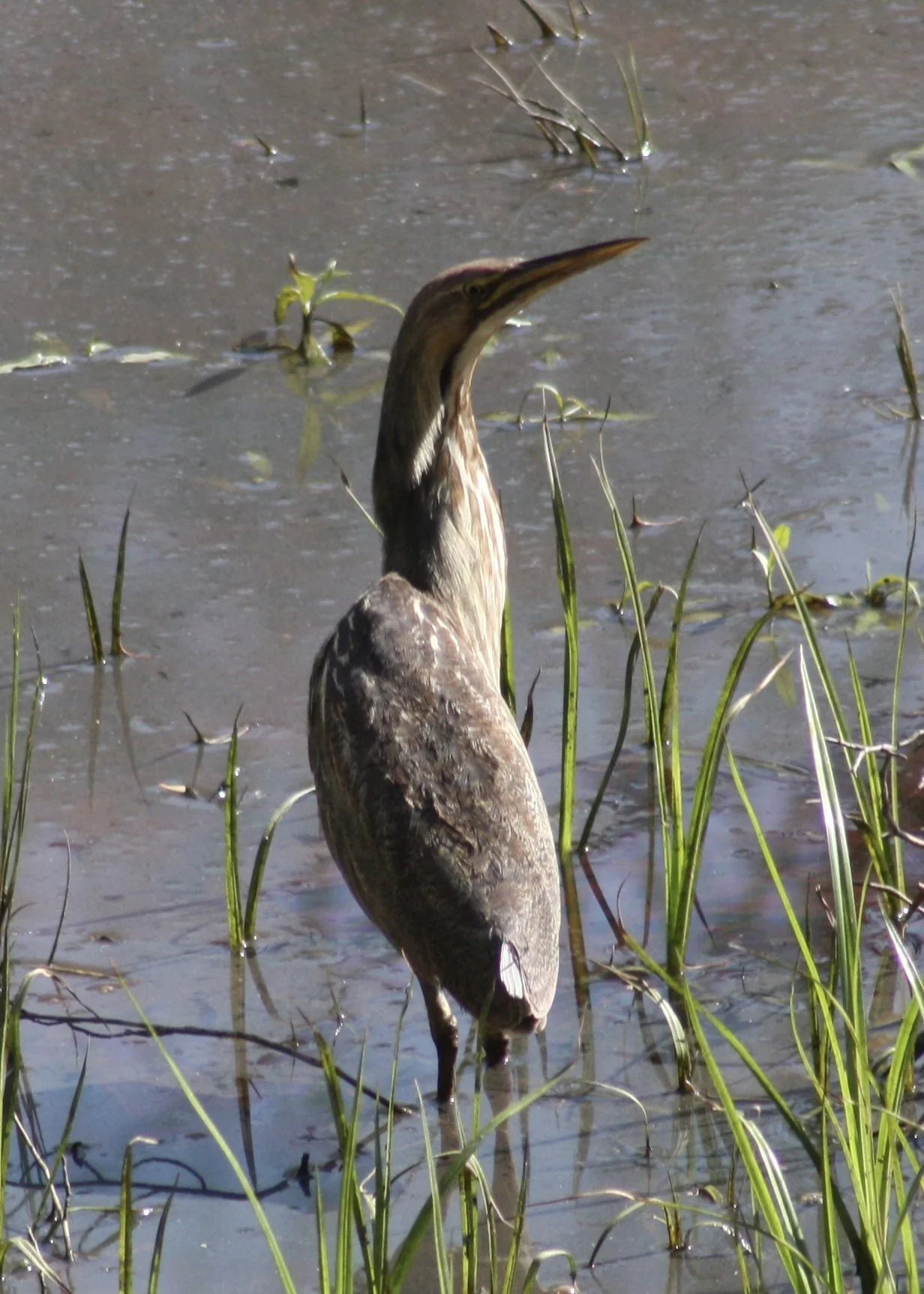 American Bittern, Atlanta, GA, 2026.