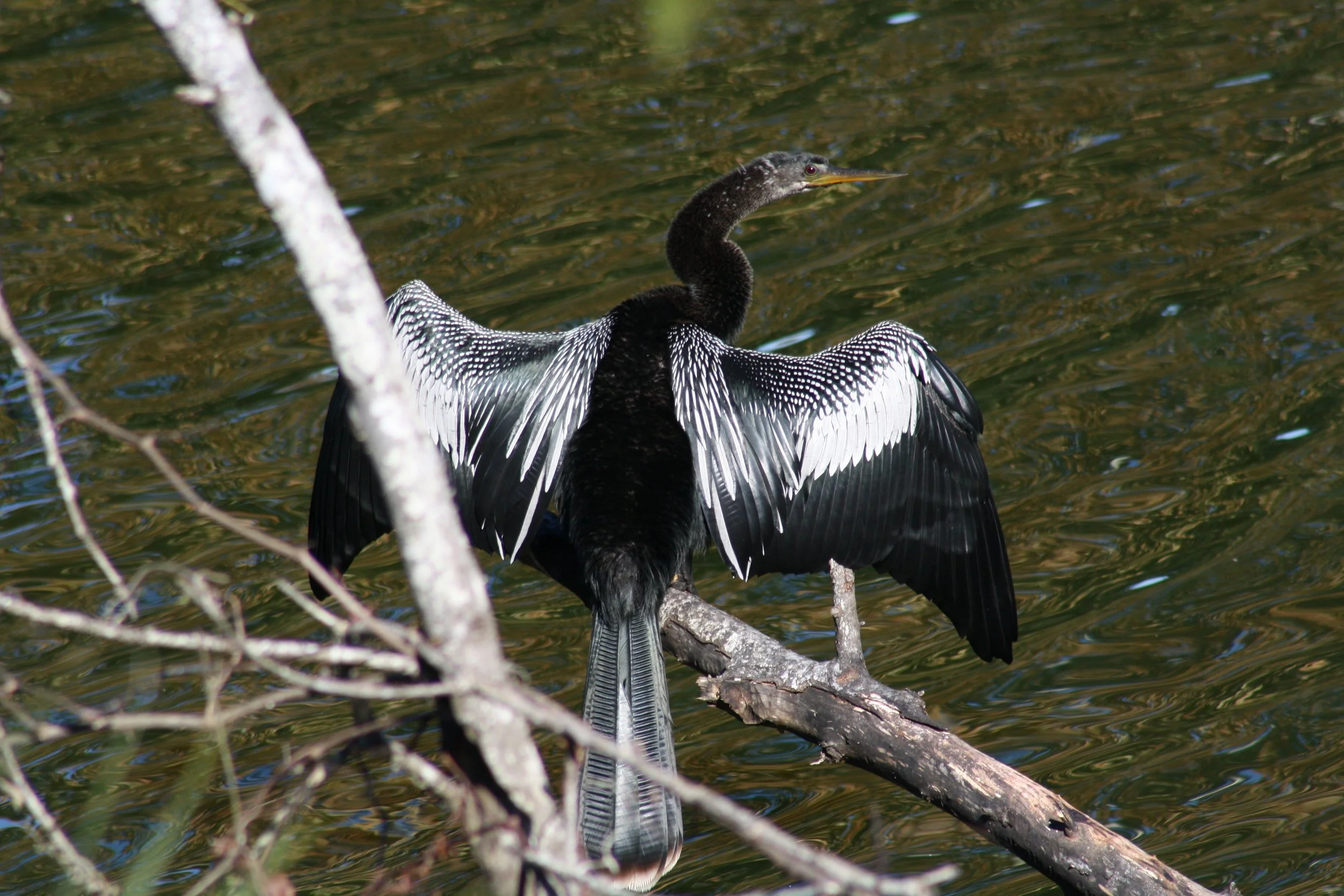 Anhinga, Savannah, GA, 2025.