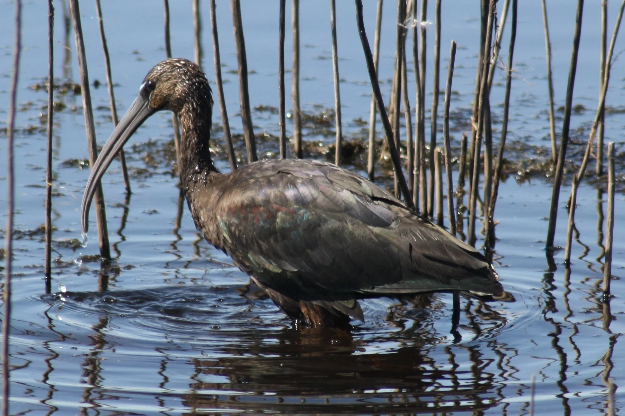 Glossy Ibis, Savannah, GA, 2026.