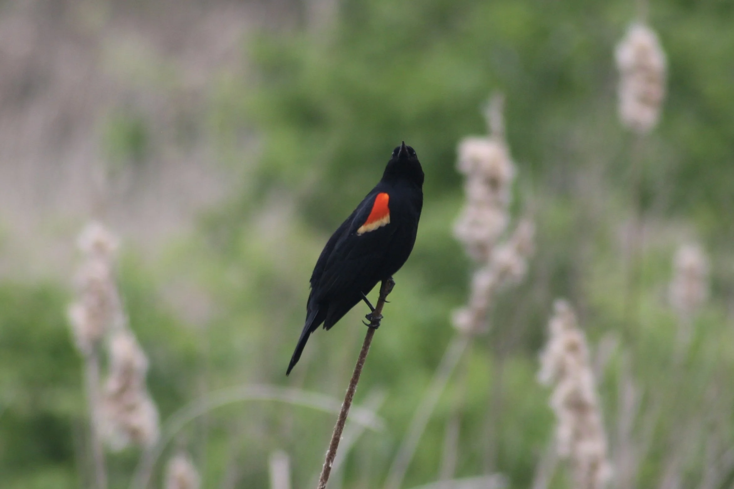 Red Winged Blackbird, Hilton Head Island, SC, 2026.
