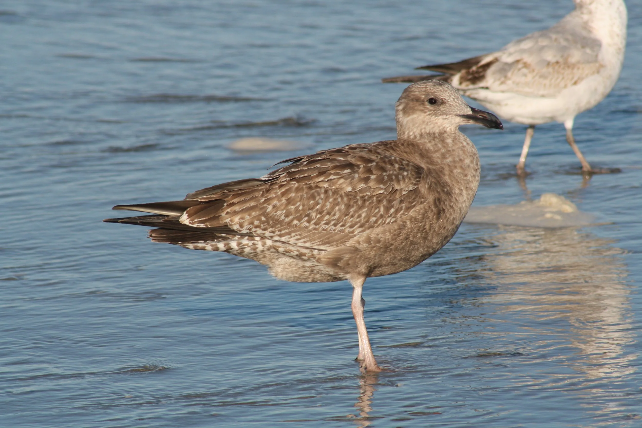Black Backed Gull, Tybee, GA, 2025.