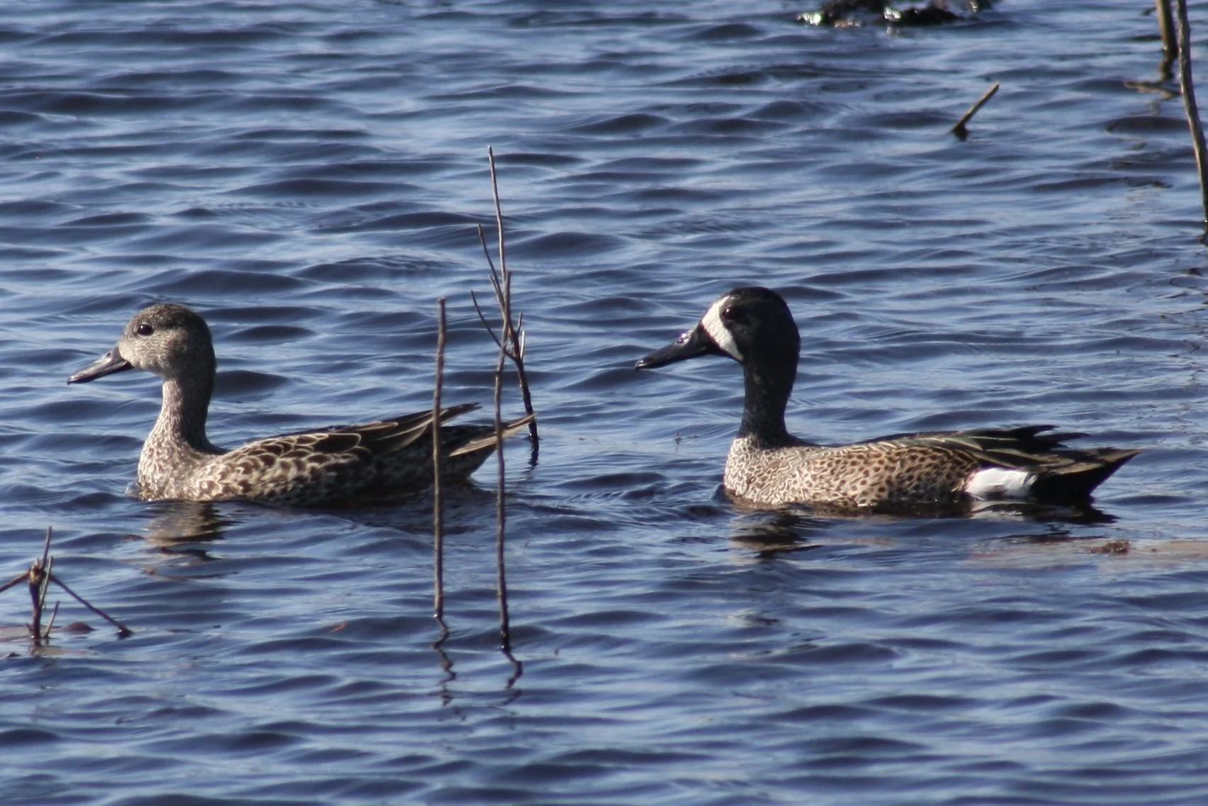 Blue Winged Teal, Savannah, GA, 2026.