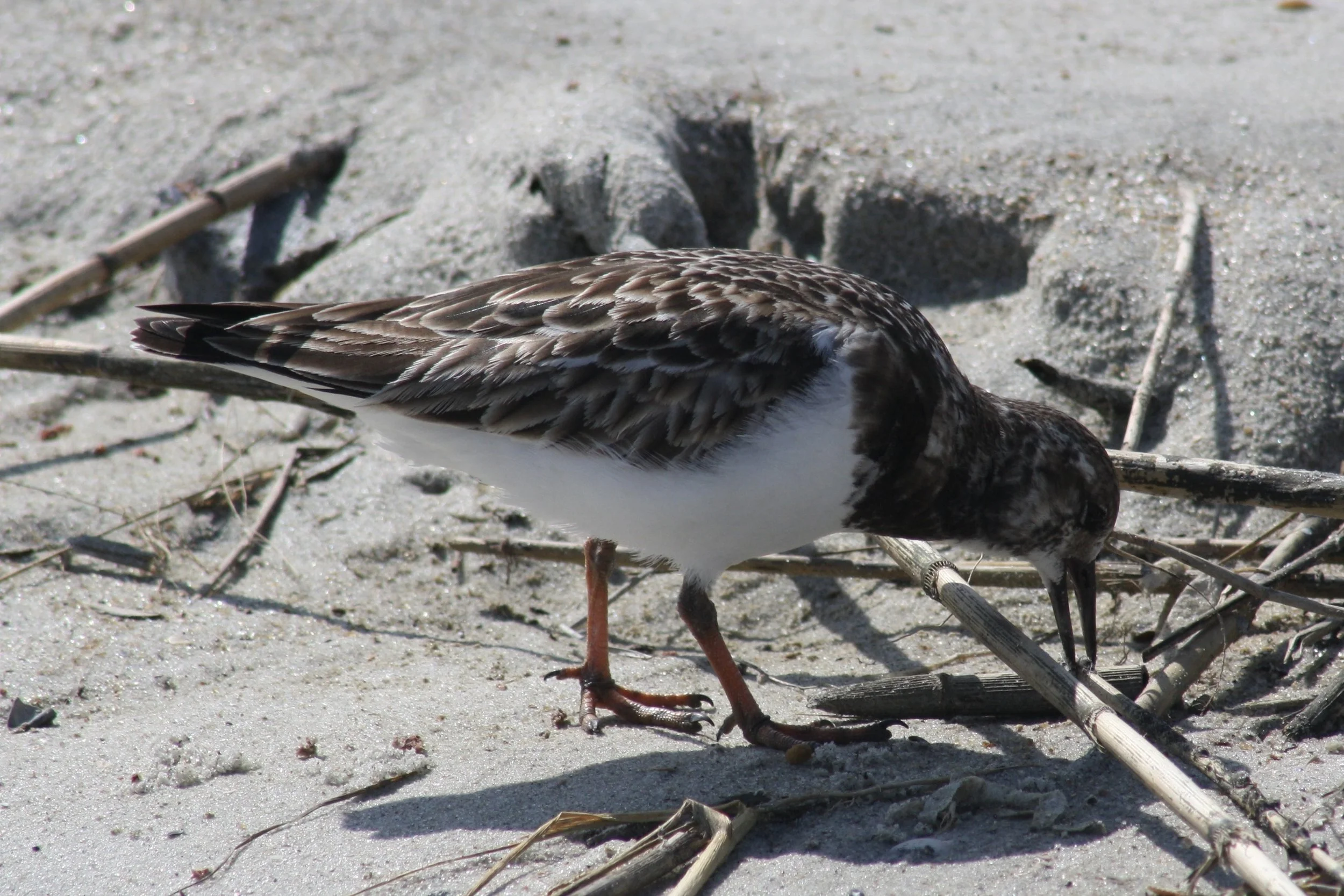Ruddy Turnstone, Tybee Island, GA, 2026.