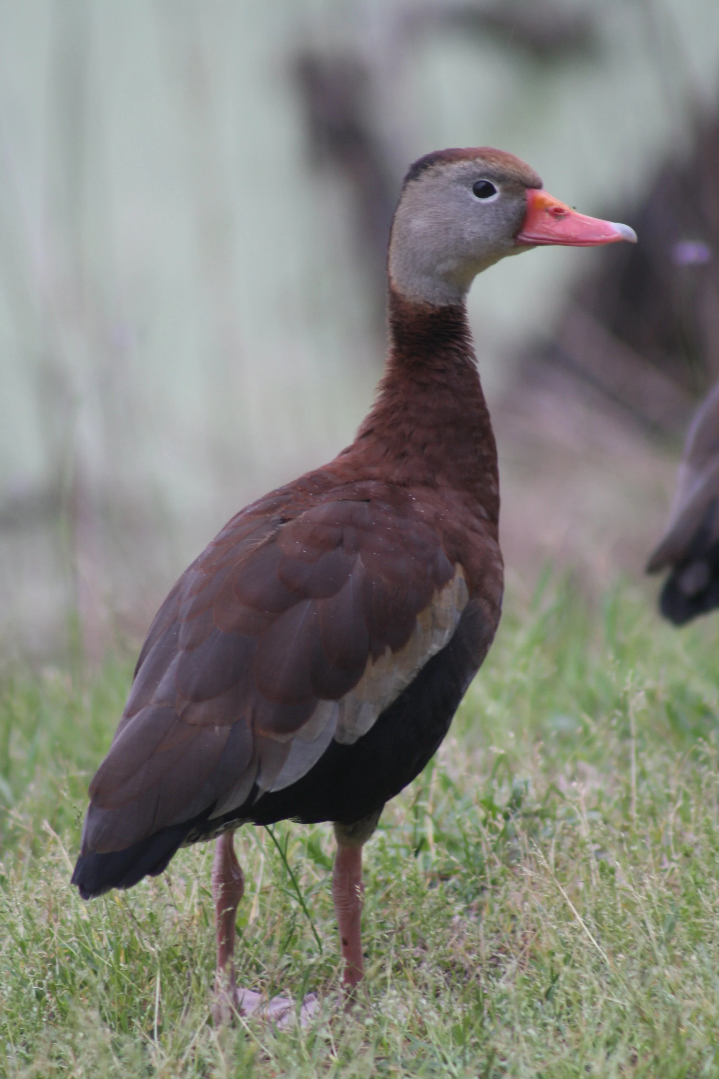 Black Bellied Whistling Duck, Hilton Head Island, SC, 2026.