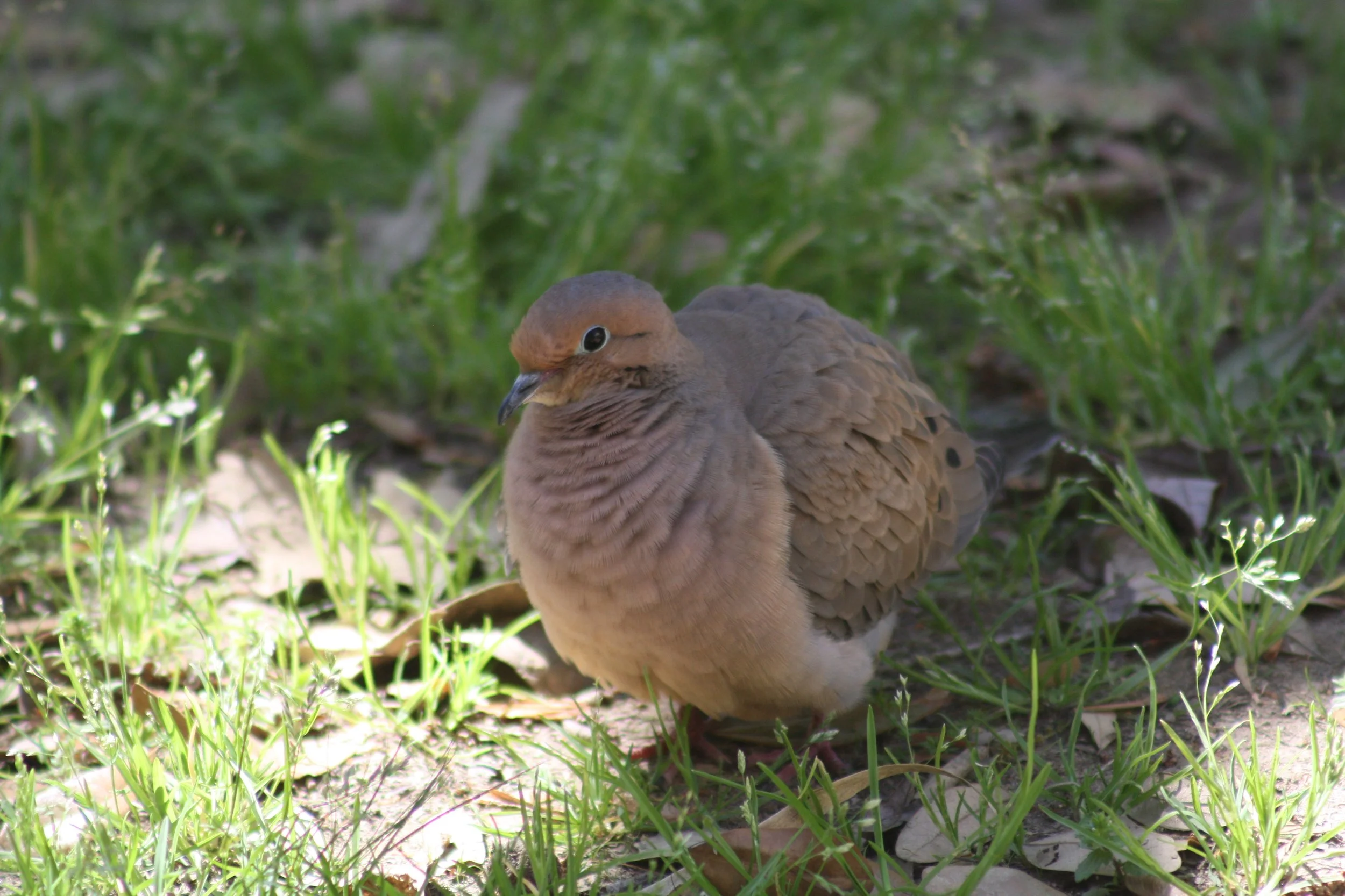 Mourning Dove, Augusta, GA, 2026.