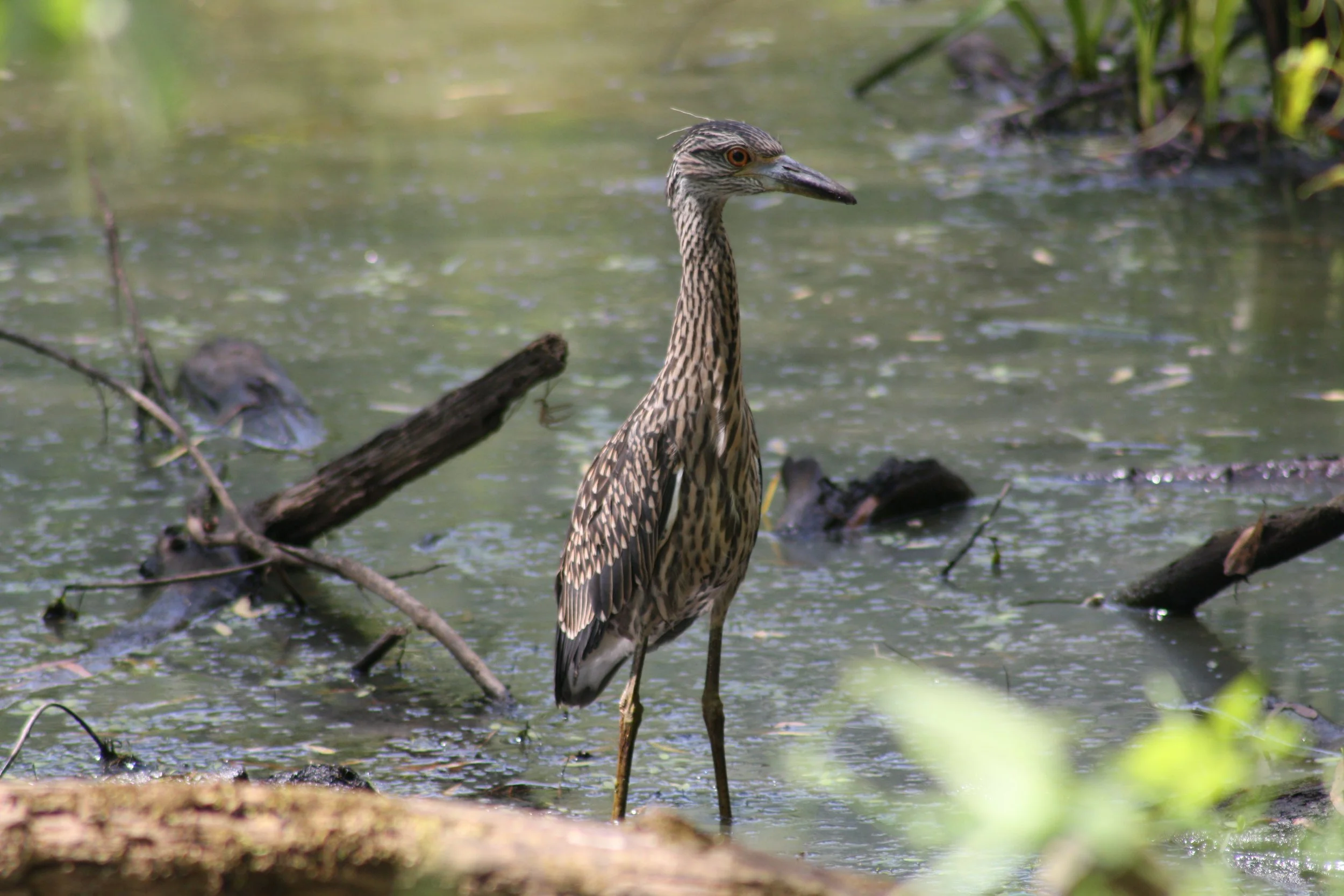 Yellow Crowned Night Heron, Suwanee, GA, 2025.