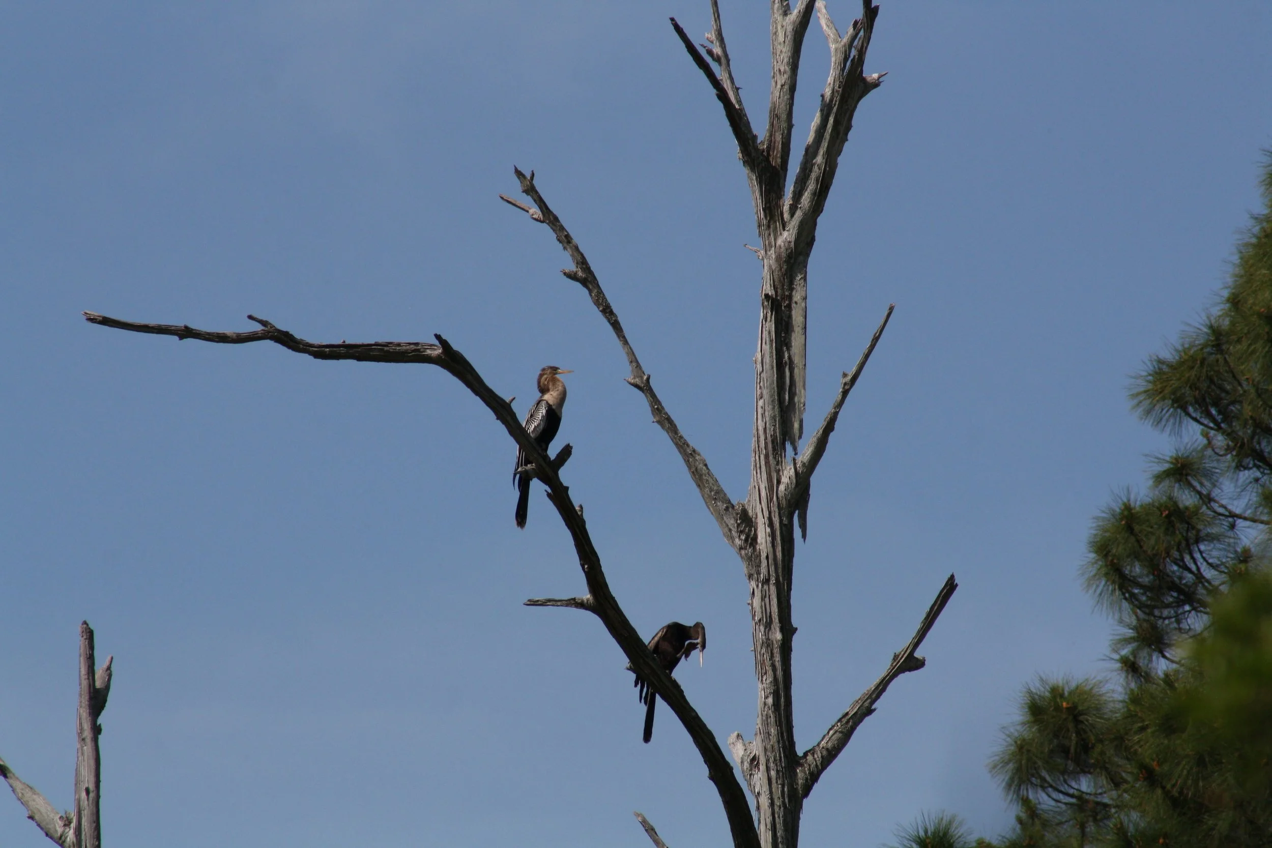 Anhinga, Skidaway Island, GA, 2025.