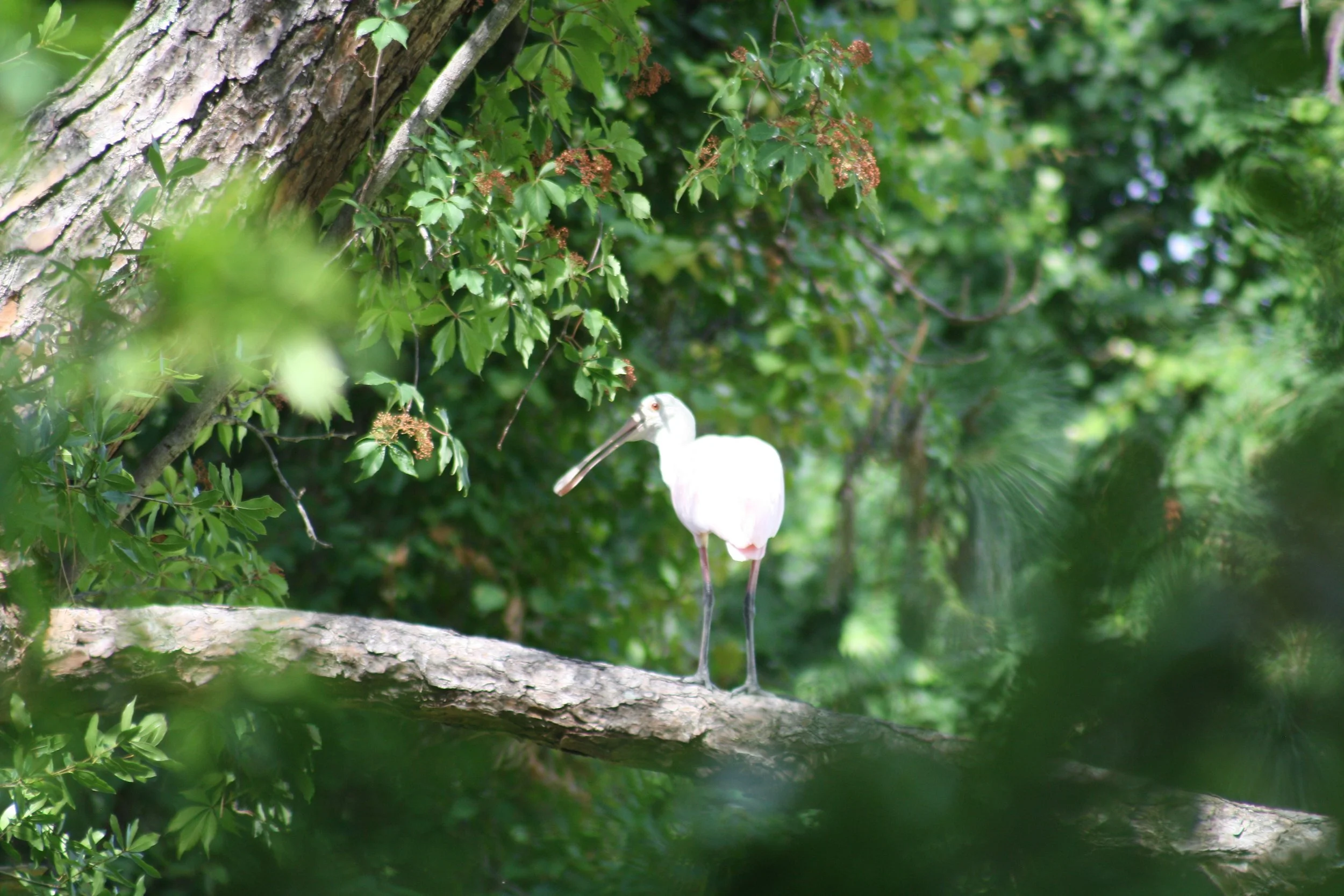 Roseate Spoonbill, Jekyll Island, GA, 2025.
