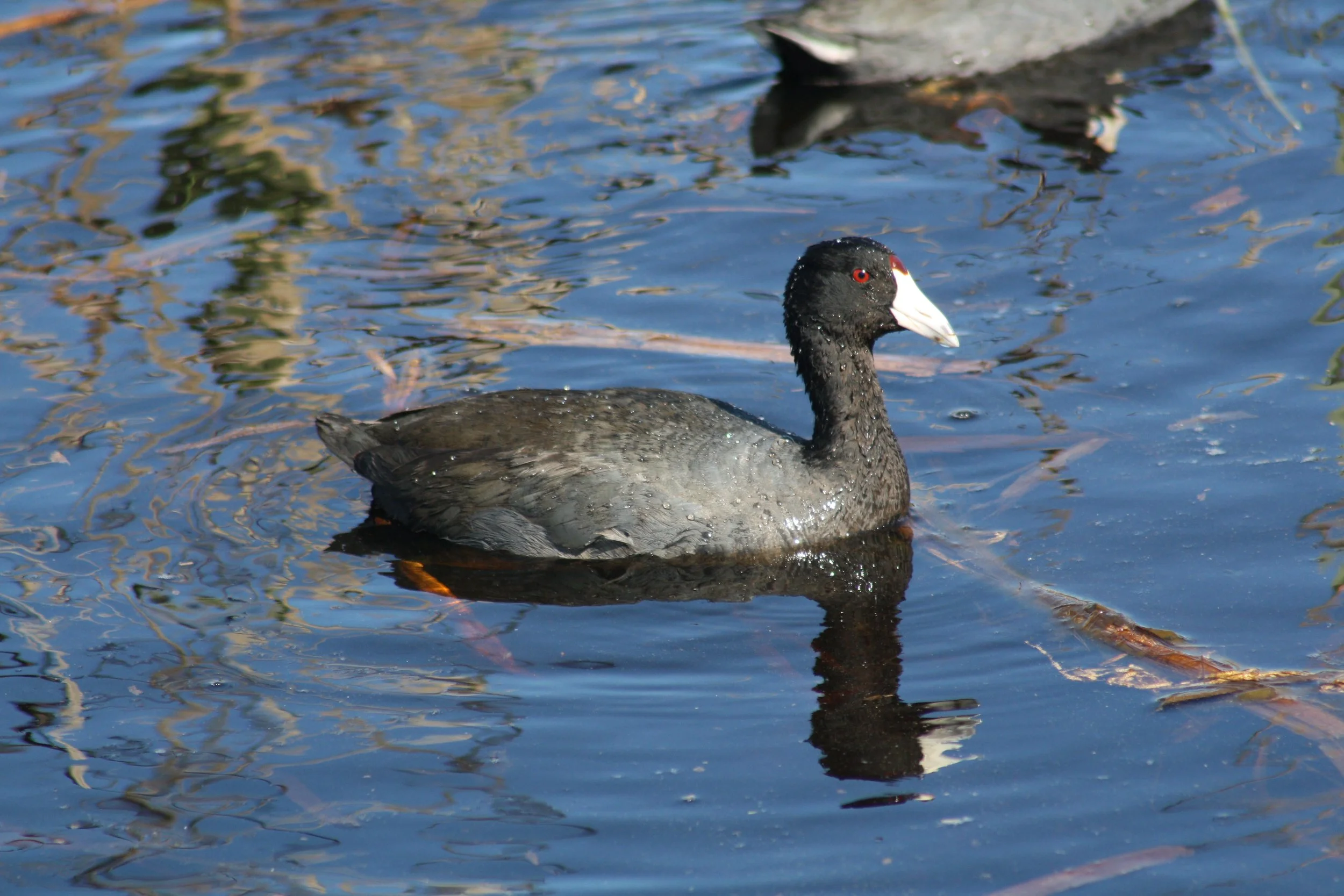 American Coot, Savannah, GA, 2026.