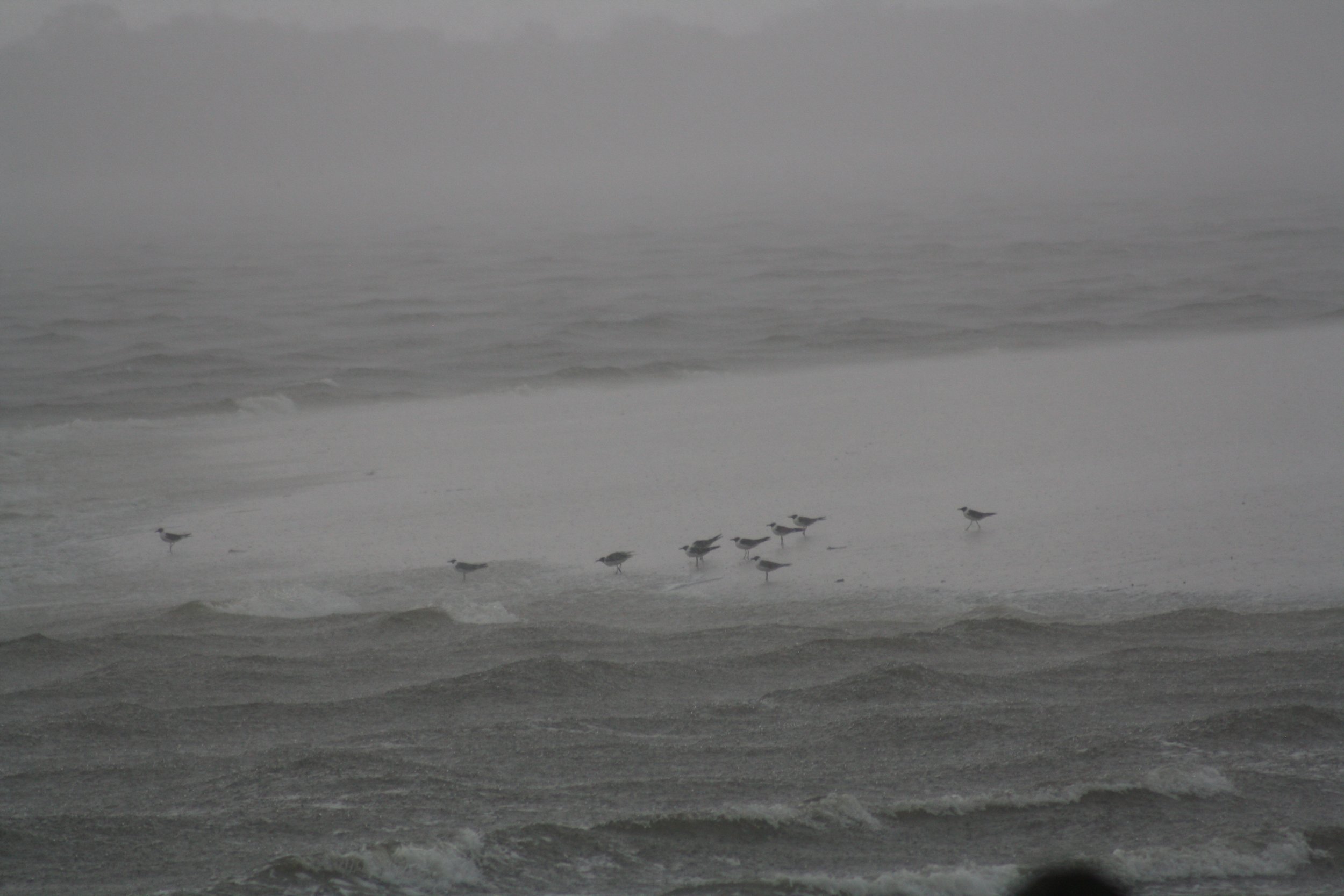 Laughing Gull, Jekyll Island, GA, 2025.