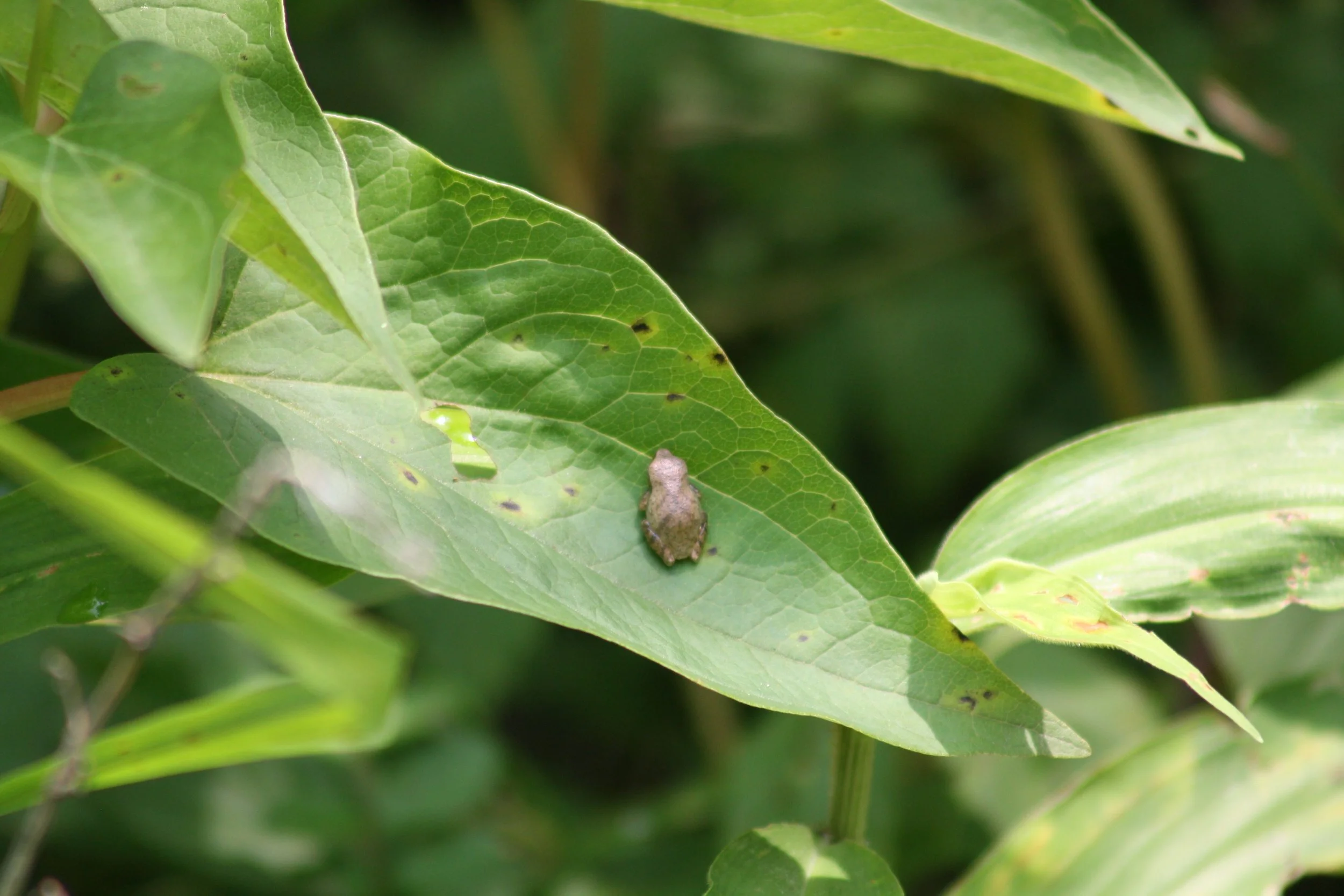 Frog, Cochran Shoals, GA, 2025.