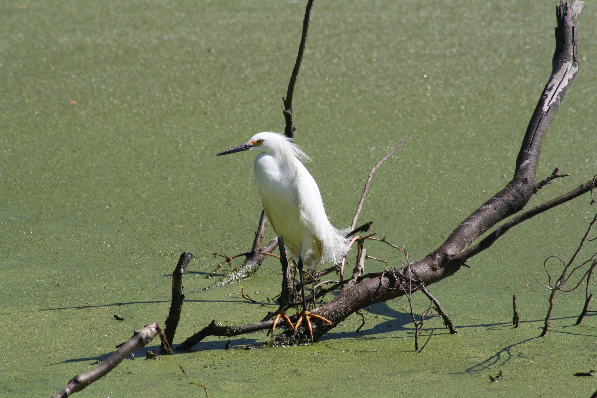 Snowy Egret, Hilton Head Island, SC, 2026.