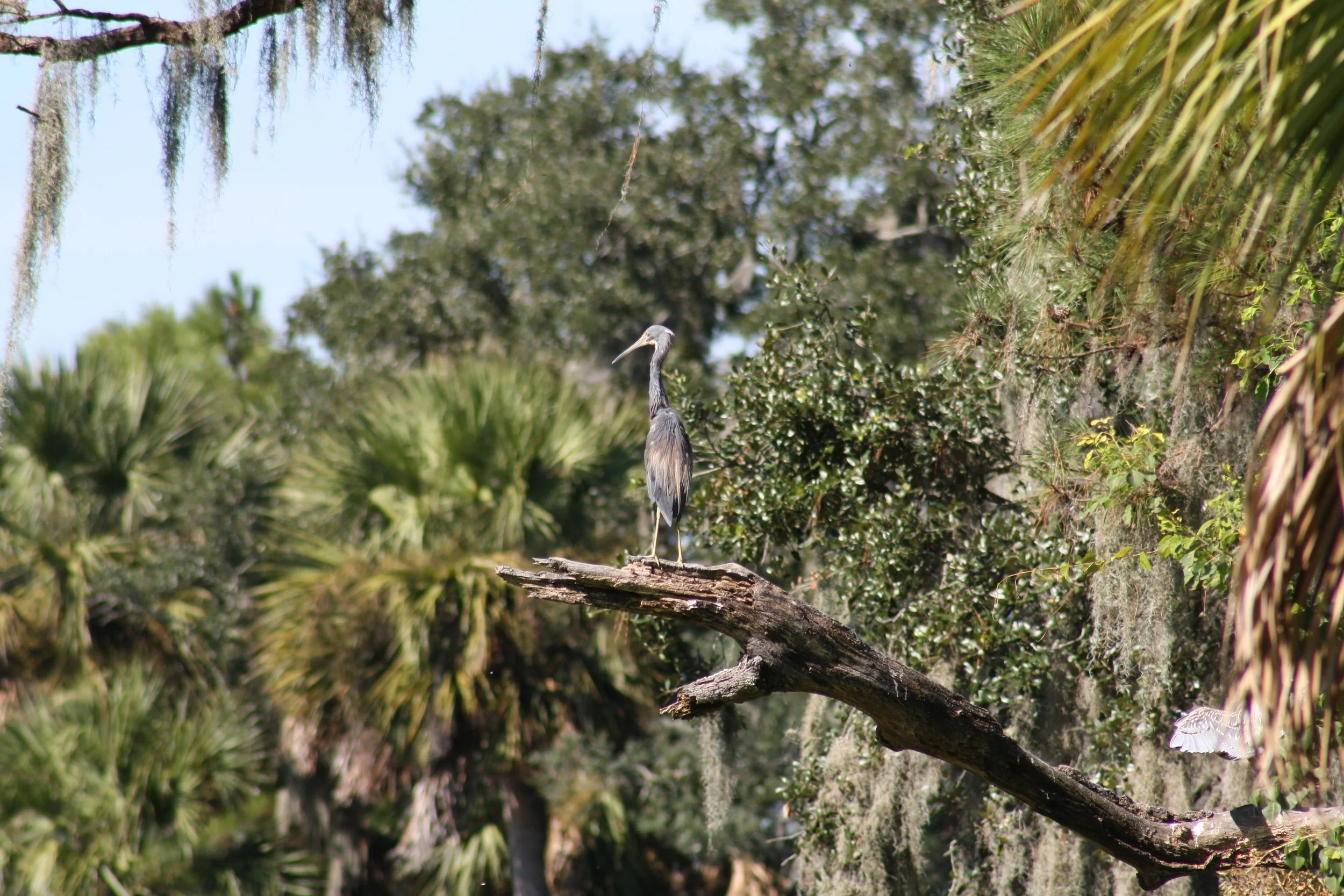 Tricolored Heron, Skidaway Island, GA, 2025.