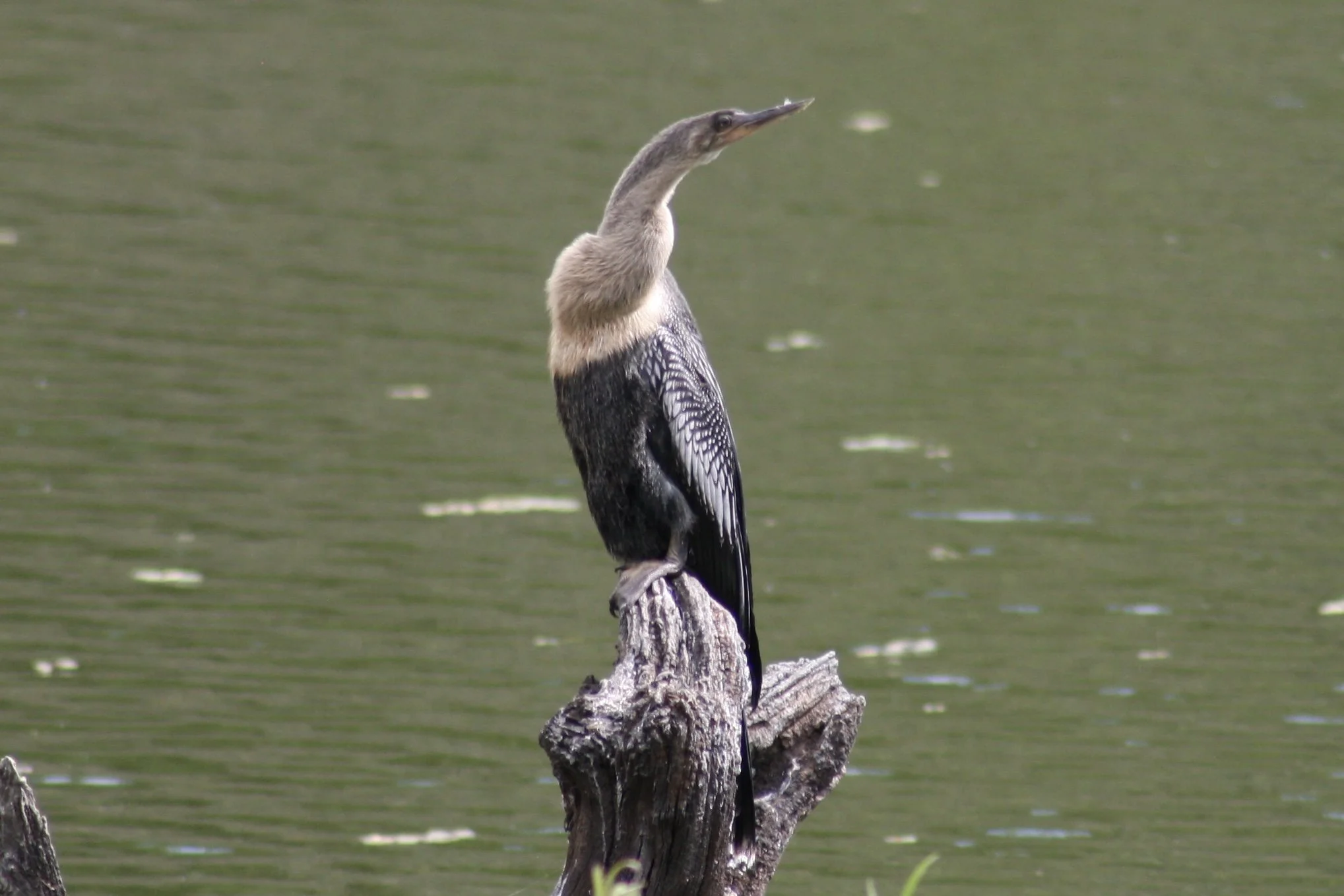 Anhinga, Harris Neck, GA, 2025.