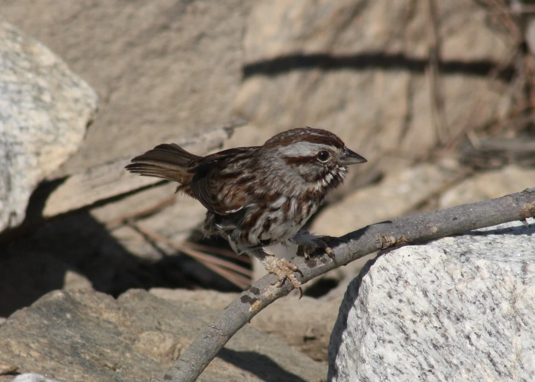 Song Sparrow, Atlanta, GA, 2026.