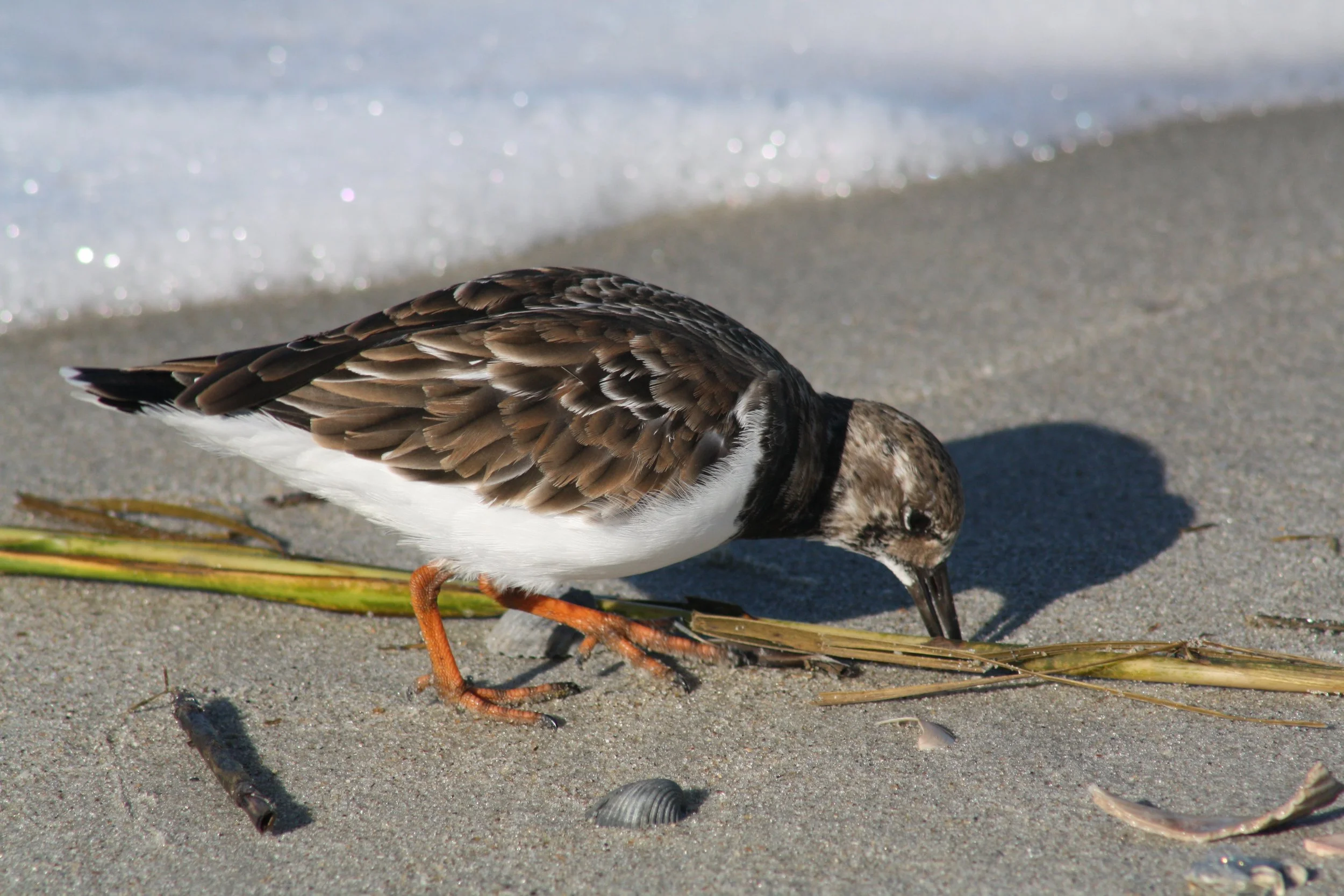 Ruddy Turnstone, Tybee Island, GA, 2025.