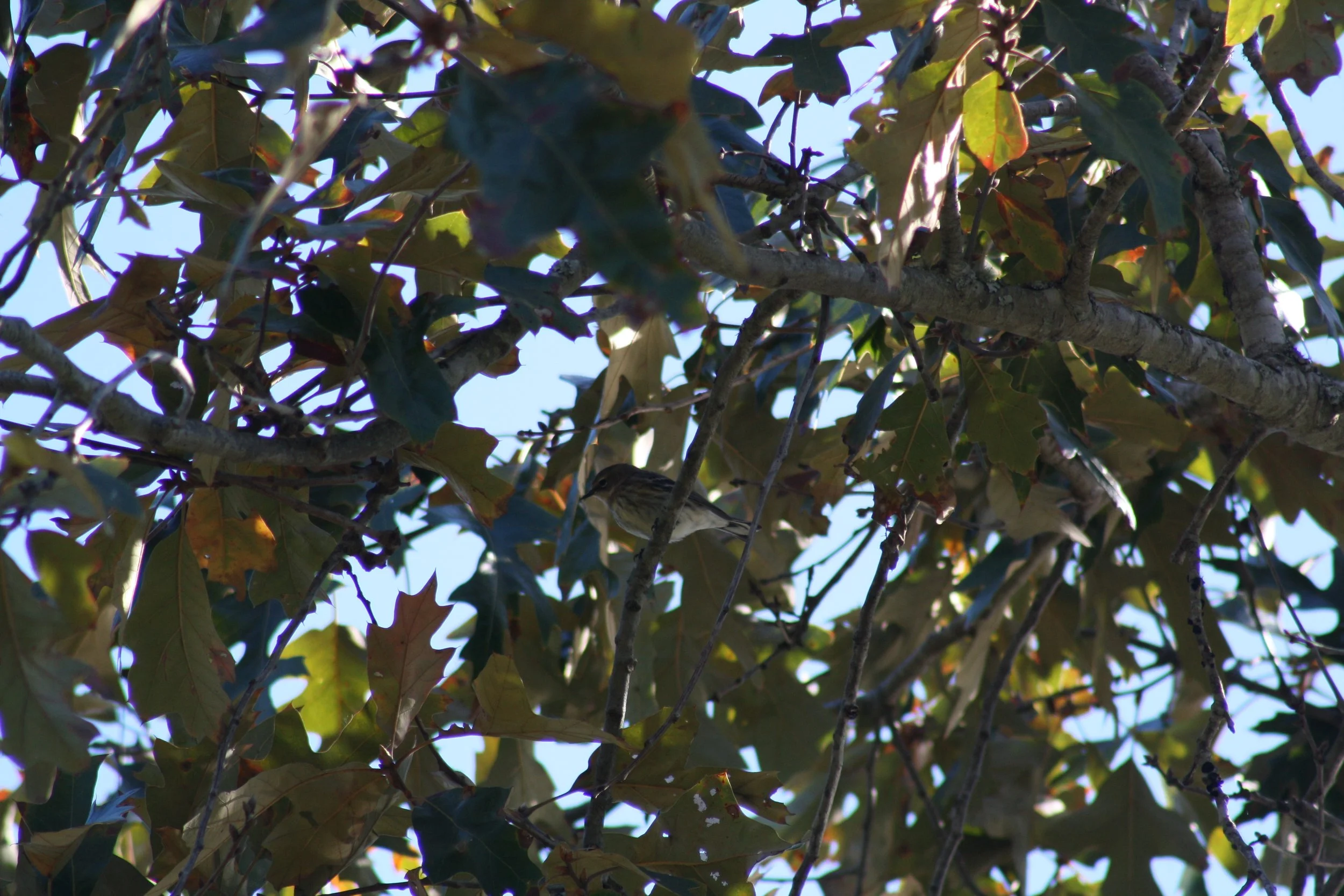 Yellow Rumped Warbler, Savannah, GA, 2025.