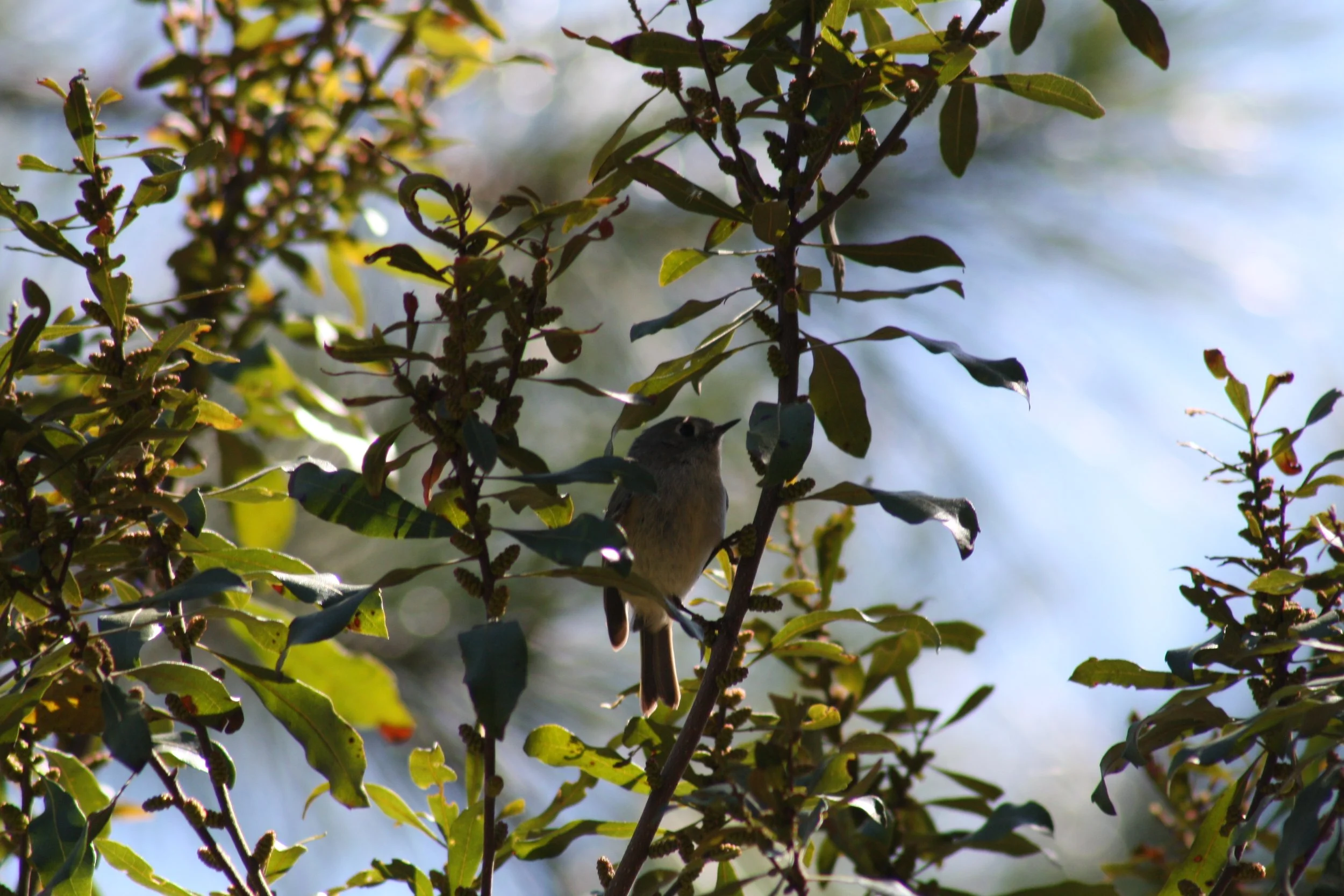 Ruby Crowned Kinglet, Atlanta, GA, 2025.