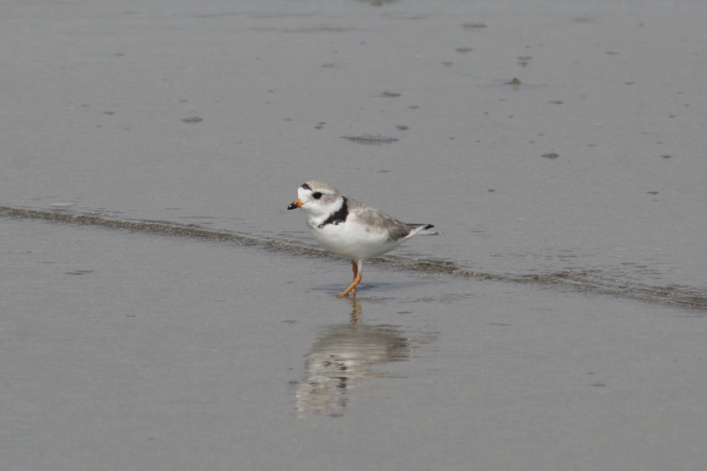 Piping Plover, Tybee Island, GA, 2026.