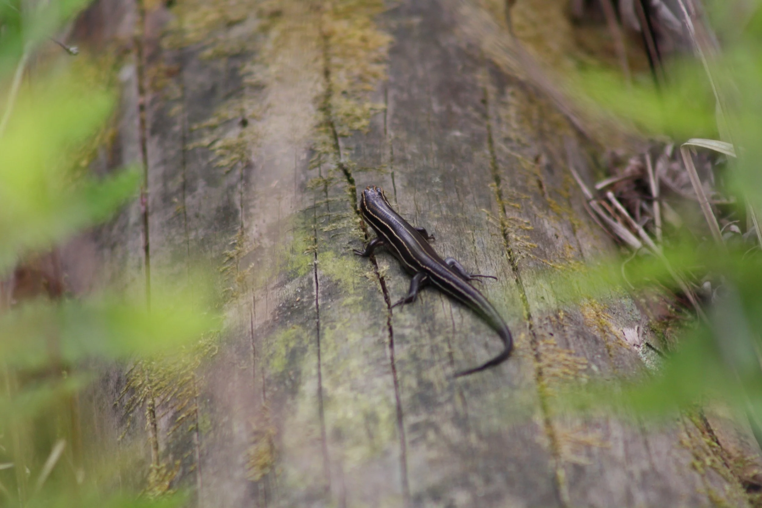 Five Lined Skink, Okefenokee Swamp, GA, 2025.