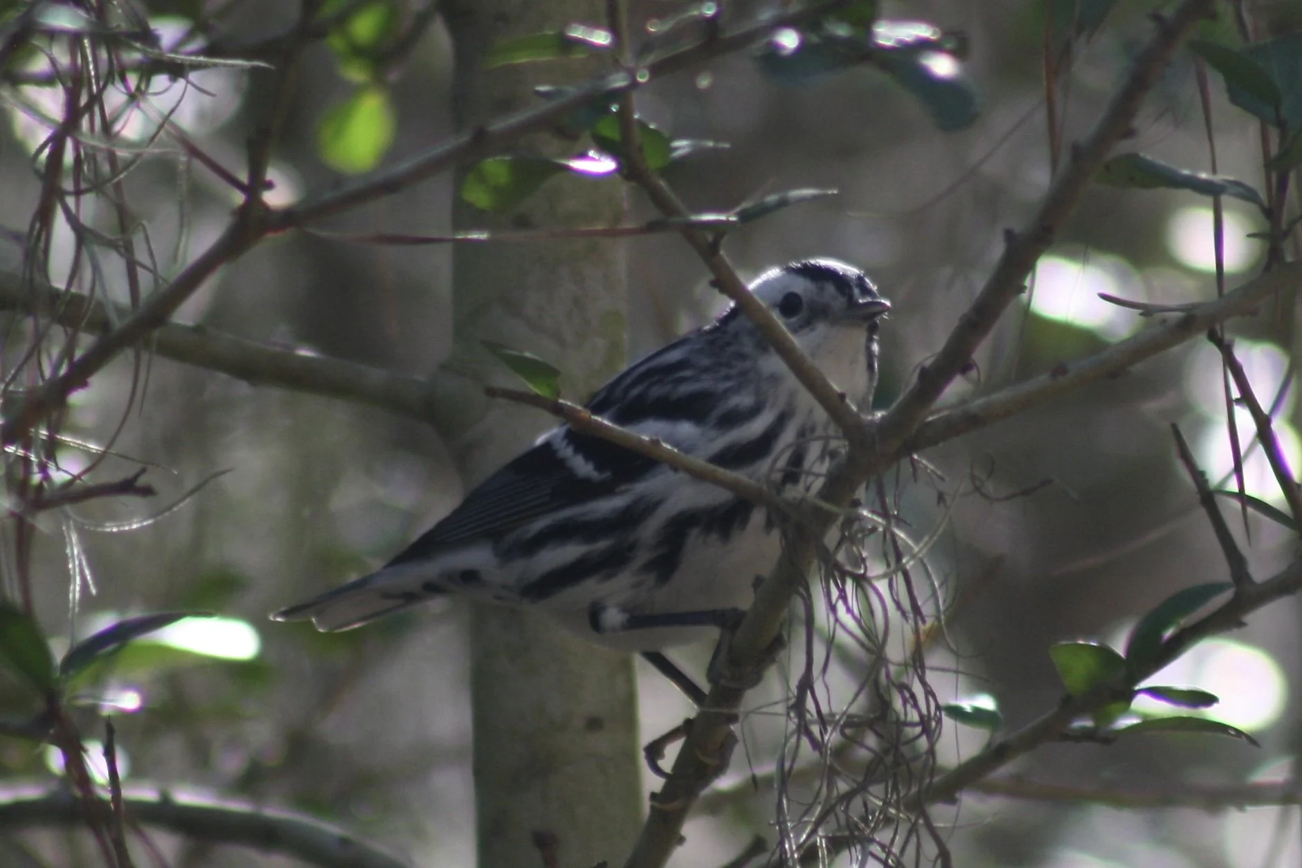 Black and White Warbler, Skidaway Island, GA, 2026.