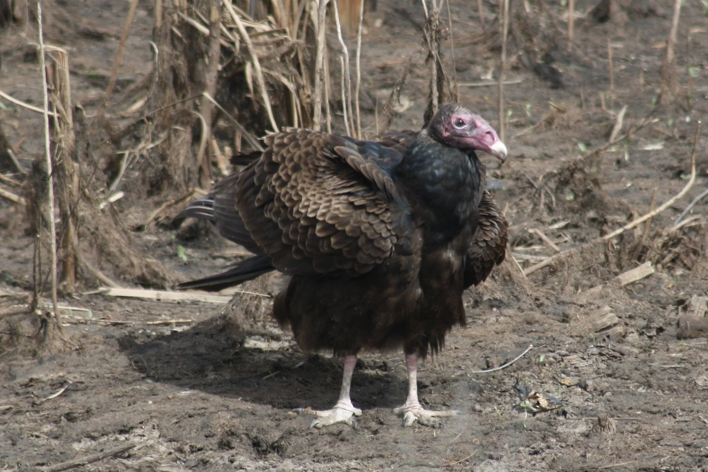 Turkey Vulture, Savannah, GA, 2026.