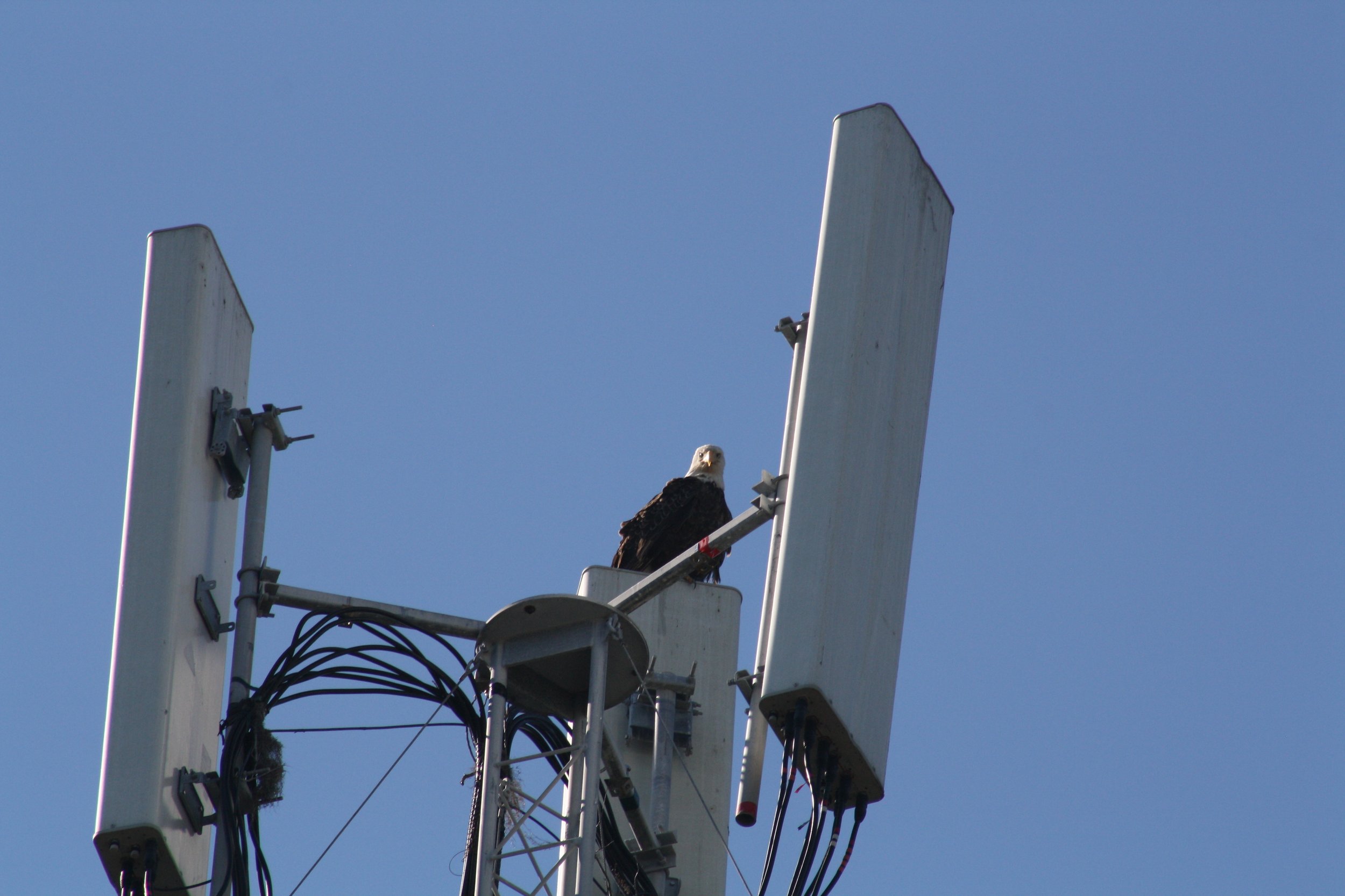 Bald Eagle, Jekyll Island, GA, 2025.