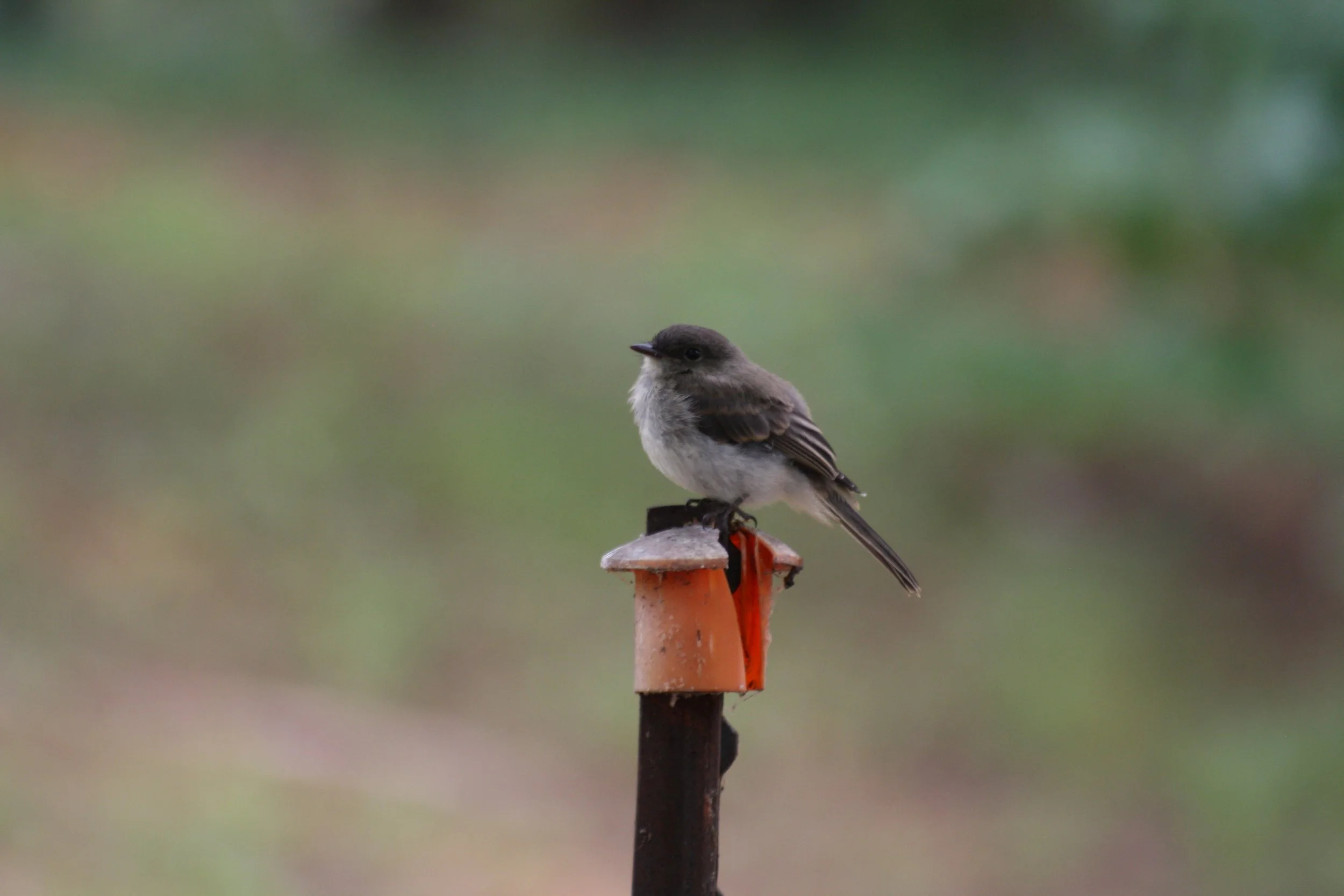Eastern Phoebe, Atlanta, GA, 2025.