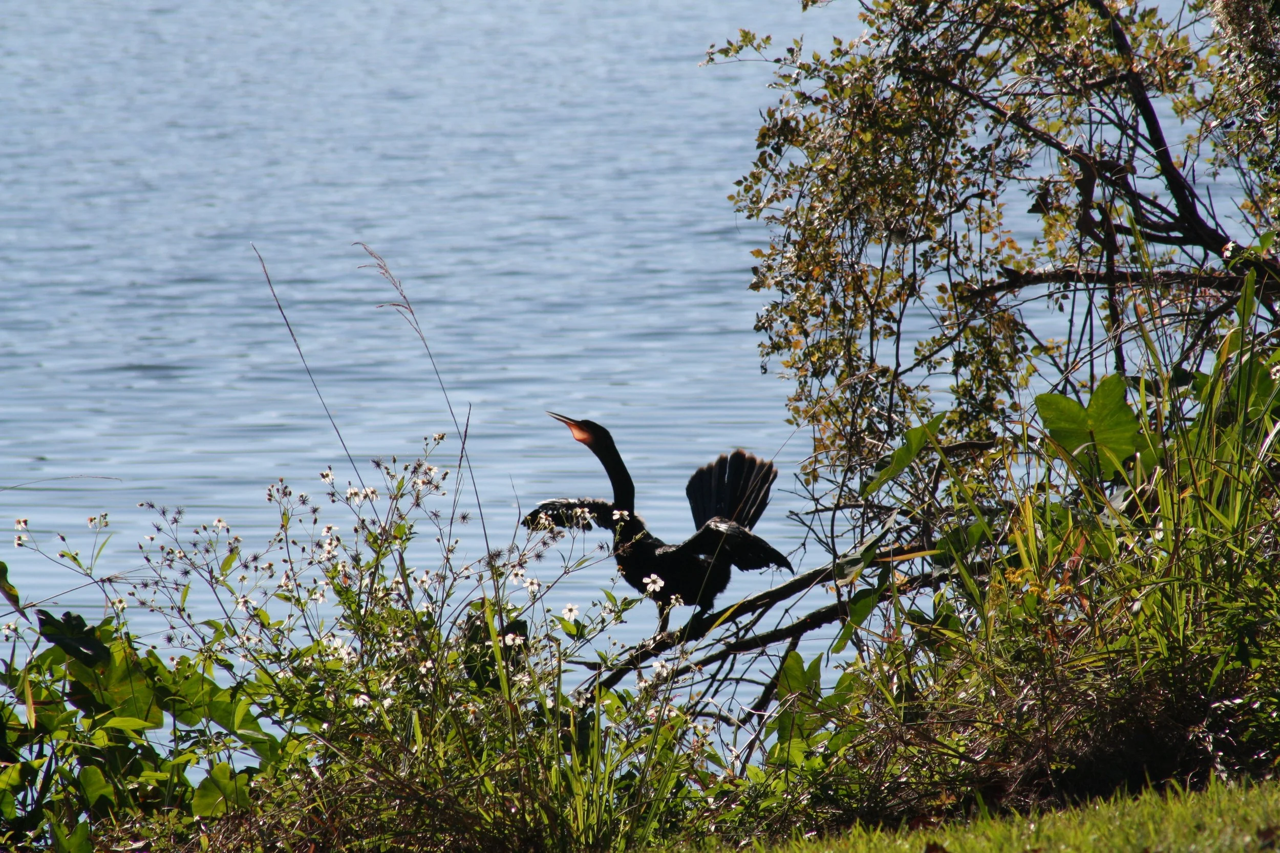 Anhinga, Savannah, GA, 2025.