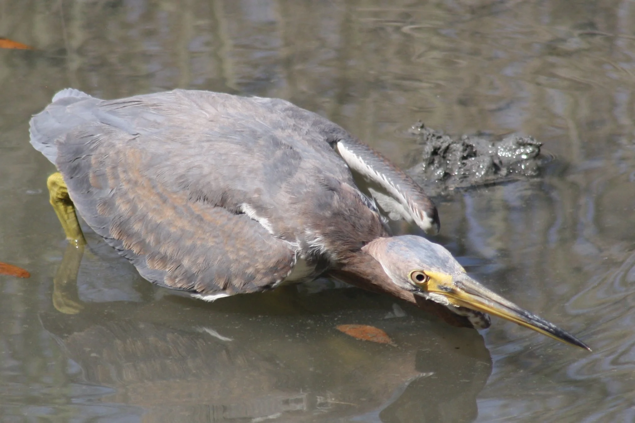 Tricolored Heron, Skidaway Island, GA, 2026.