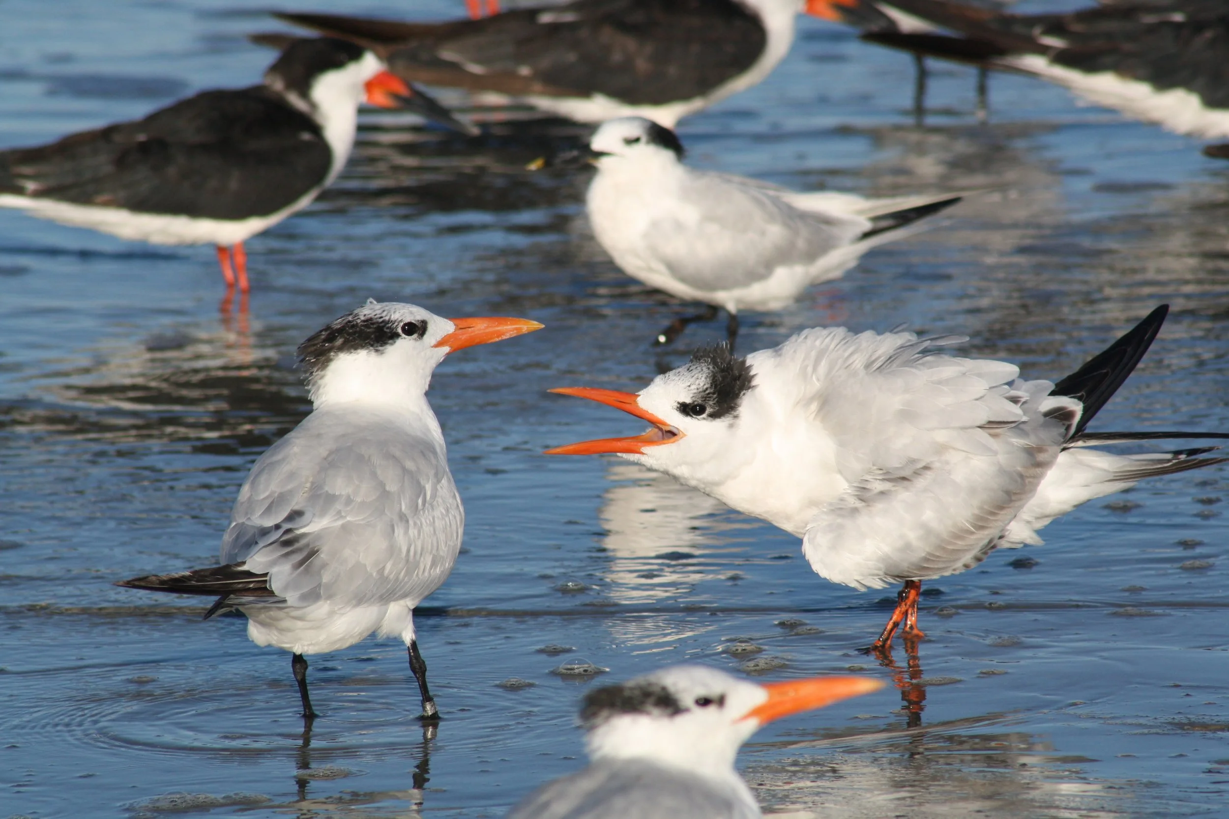 Royal Tern, Tybee Island, GA, 2025.