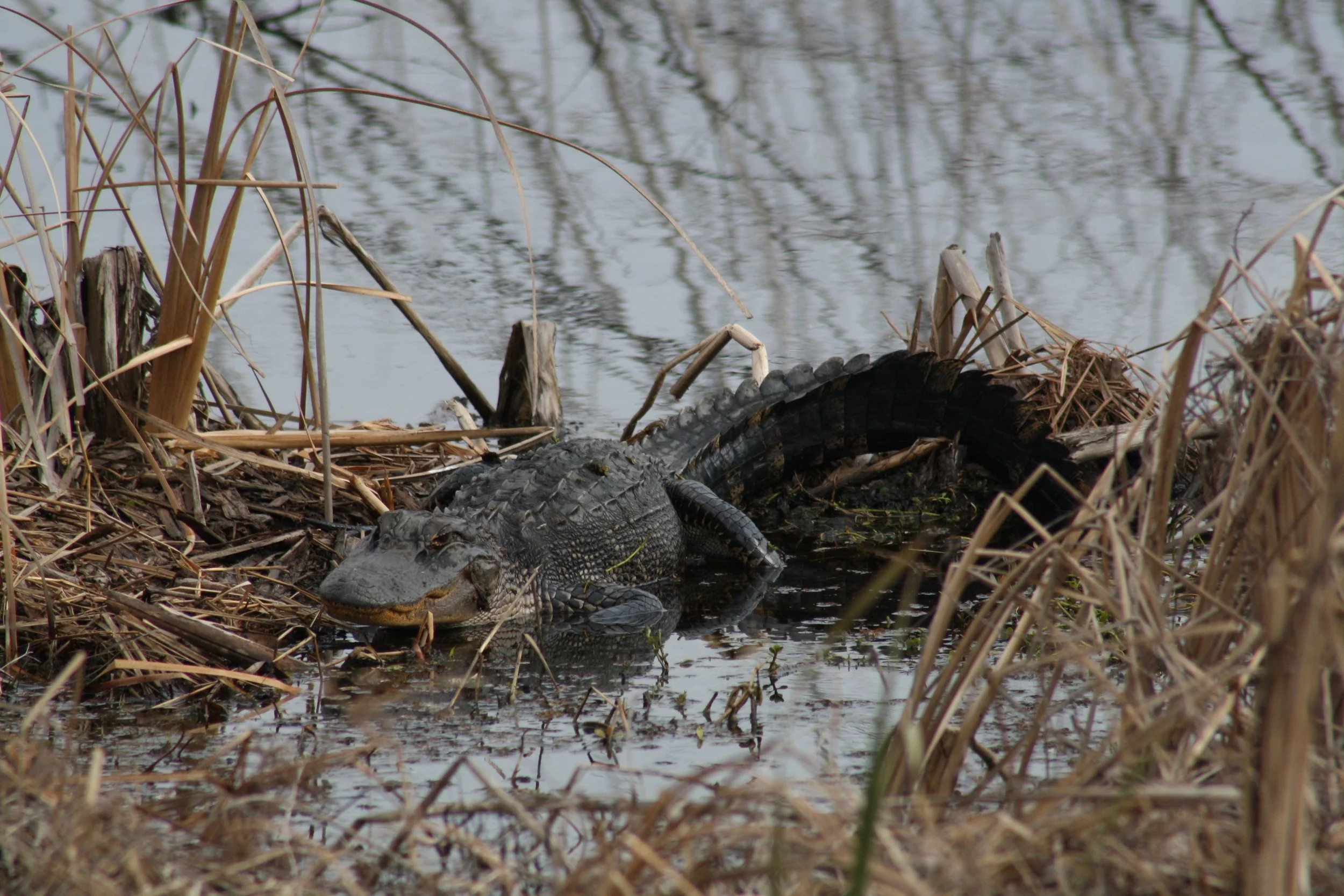 Alligator, Savannah, GA, 2026.
