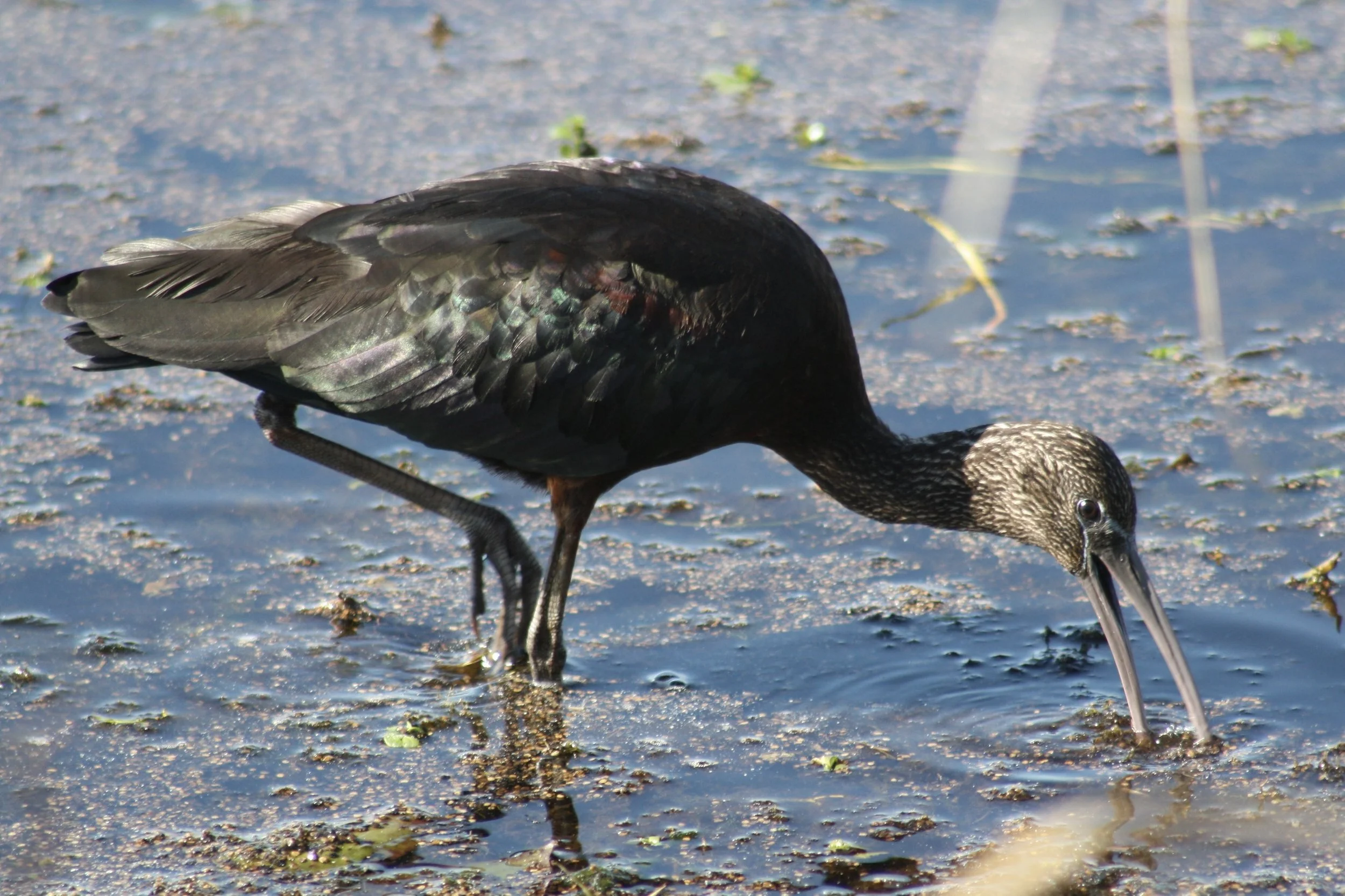 Glossy Ibis, Savannah, GA, 2026.