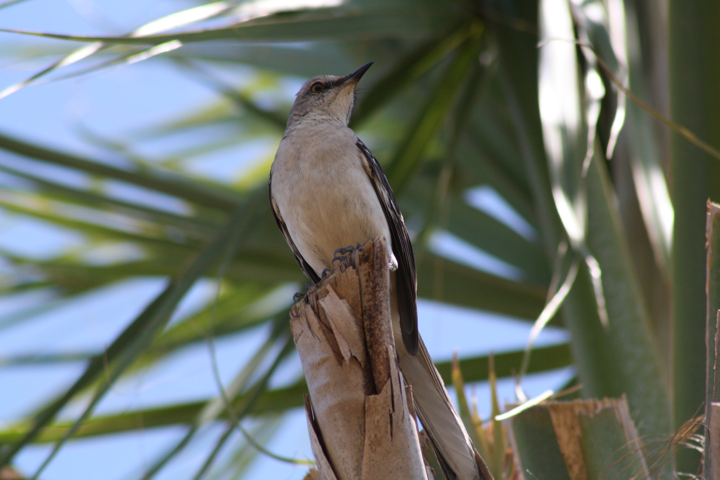 Northern Mockingbird, Fort Pulaski, GA, 2025.