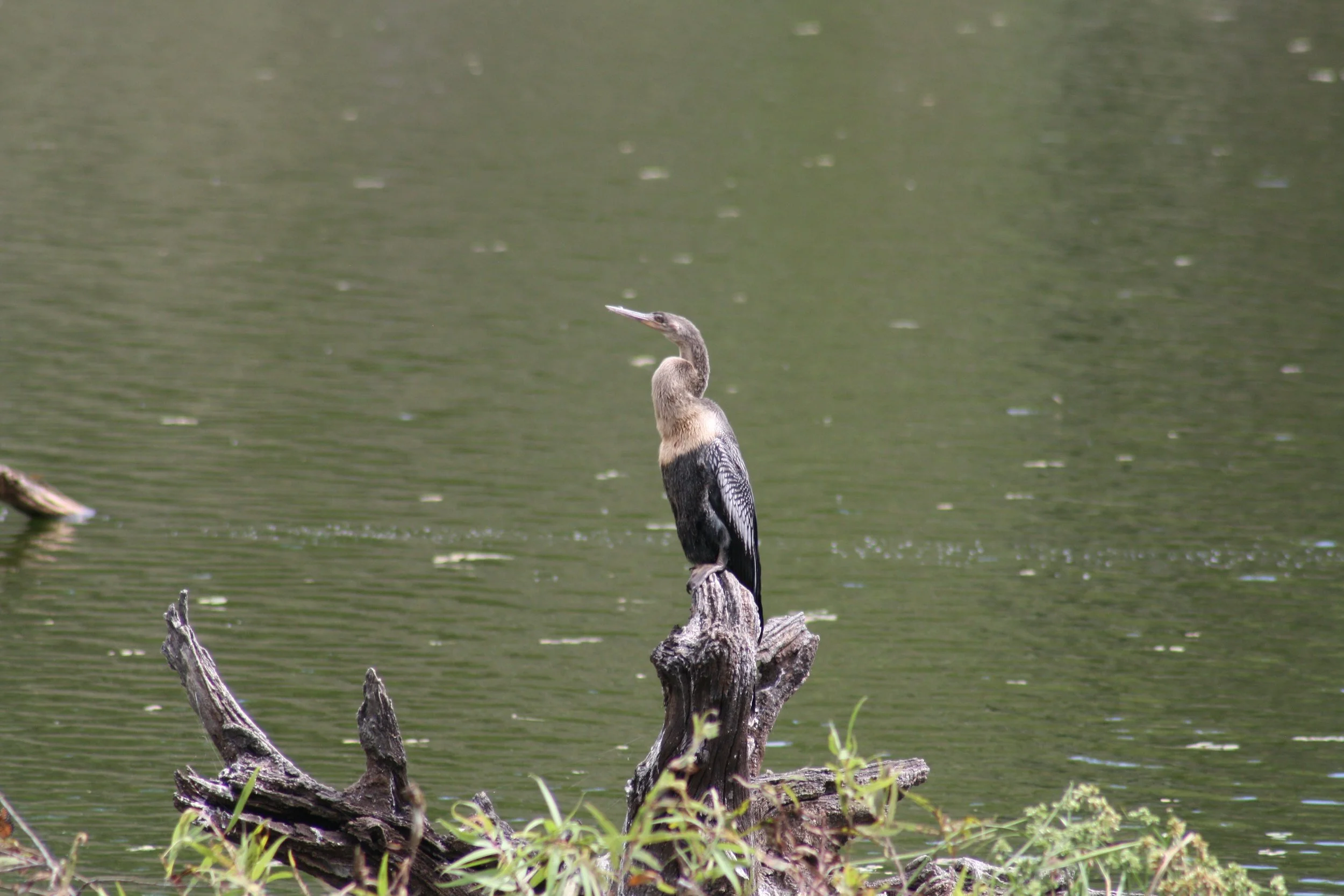 Anhinga, Harris Neck, GA, 2025.