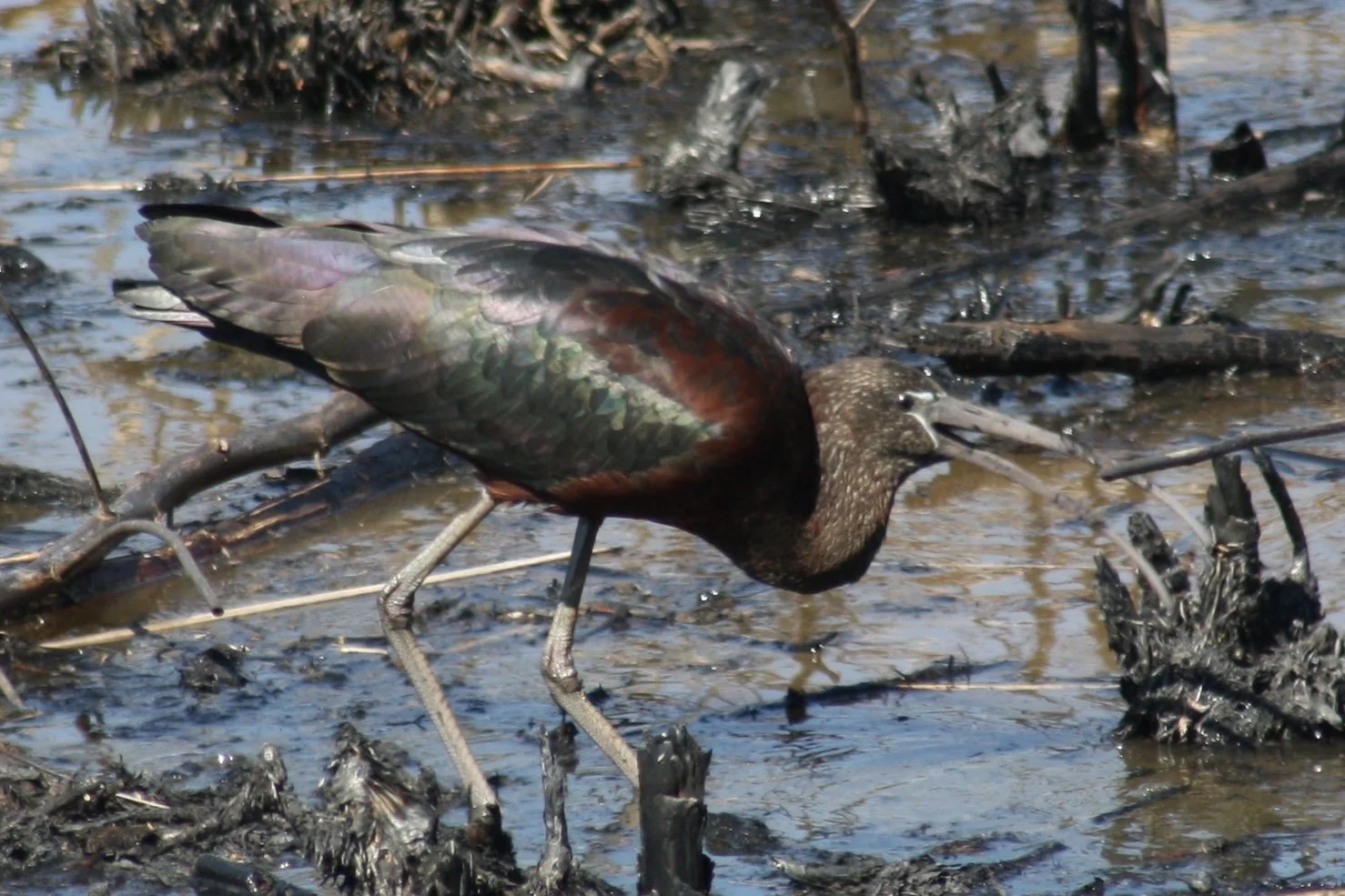 Glossy Ibis, Savannah, GA, 2026.