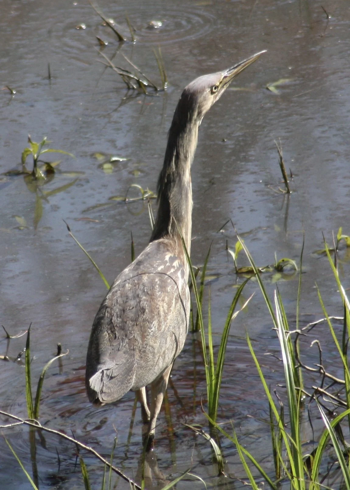 American Bittern, Atlanta, GA, 2026.